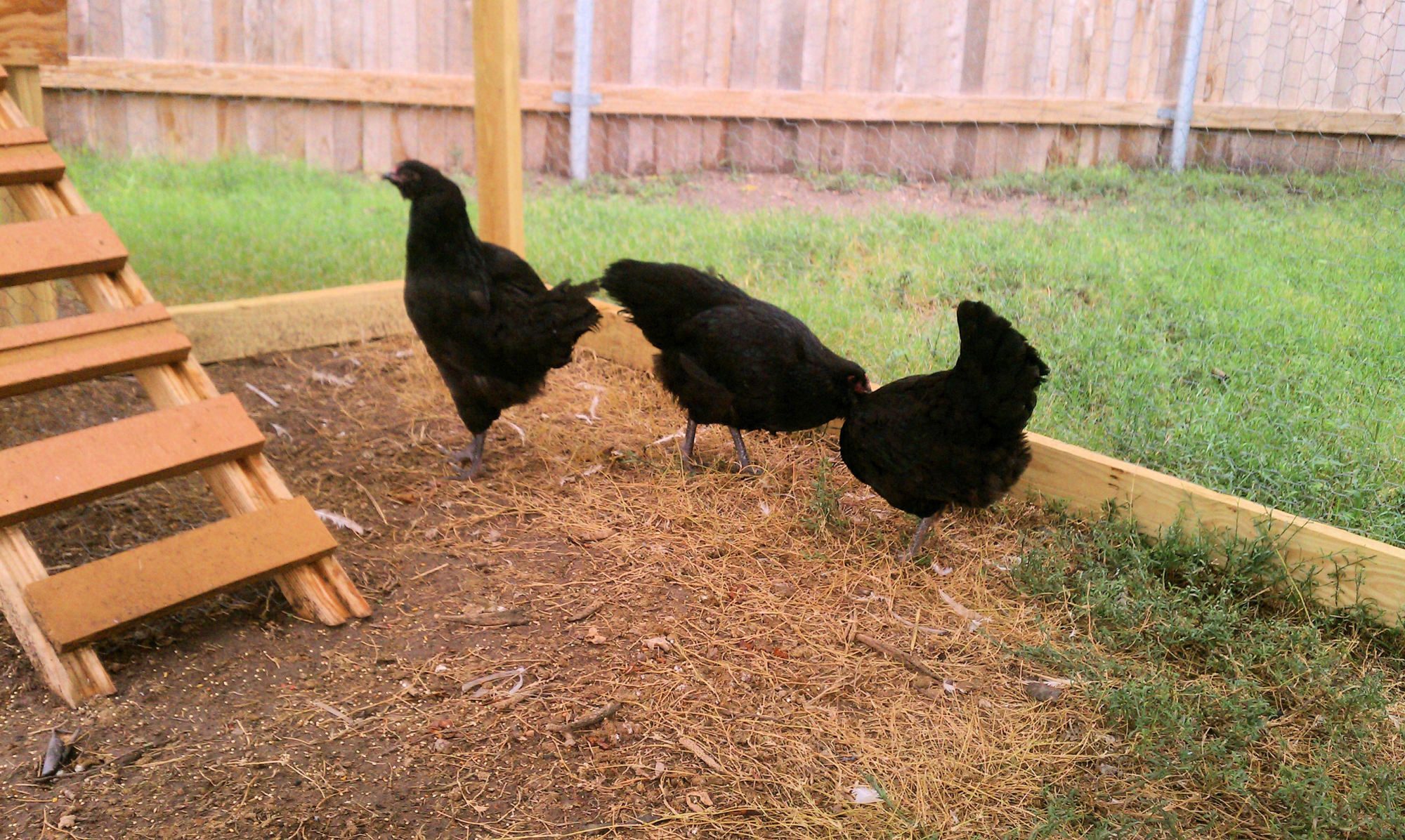 3 beautiful purebred Ameraucana pullets/hens they are" PIPS & PEEPS " line of show quality Ameraucana.