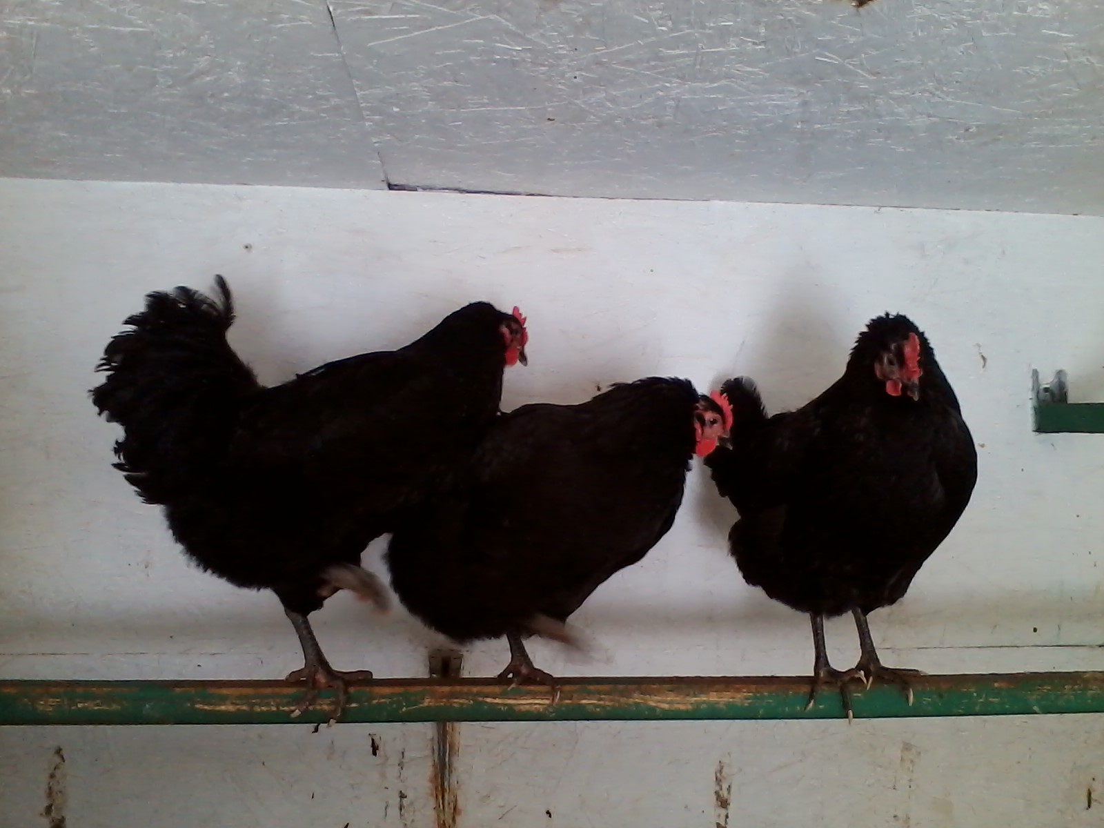 3 black hens.
