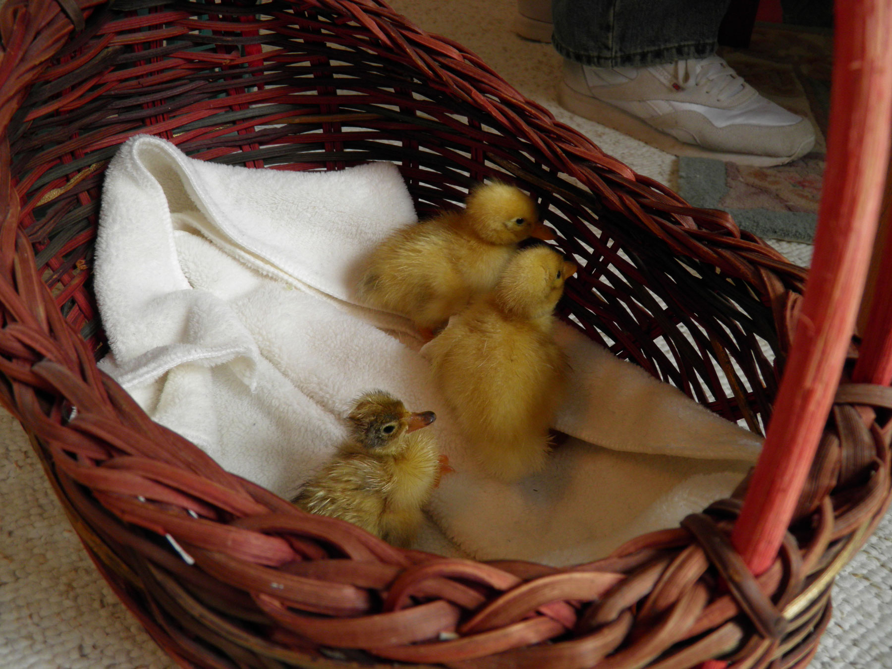 3 Call Ducks born 1/13 - 1/15 2012