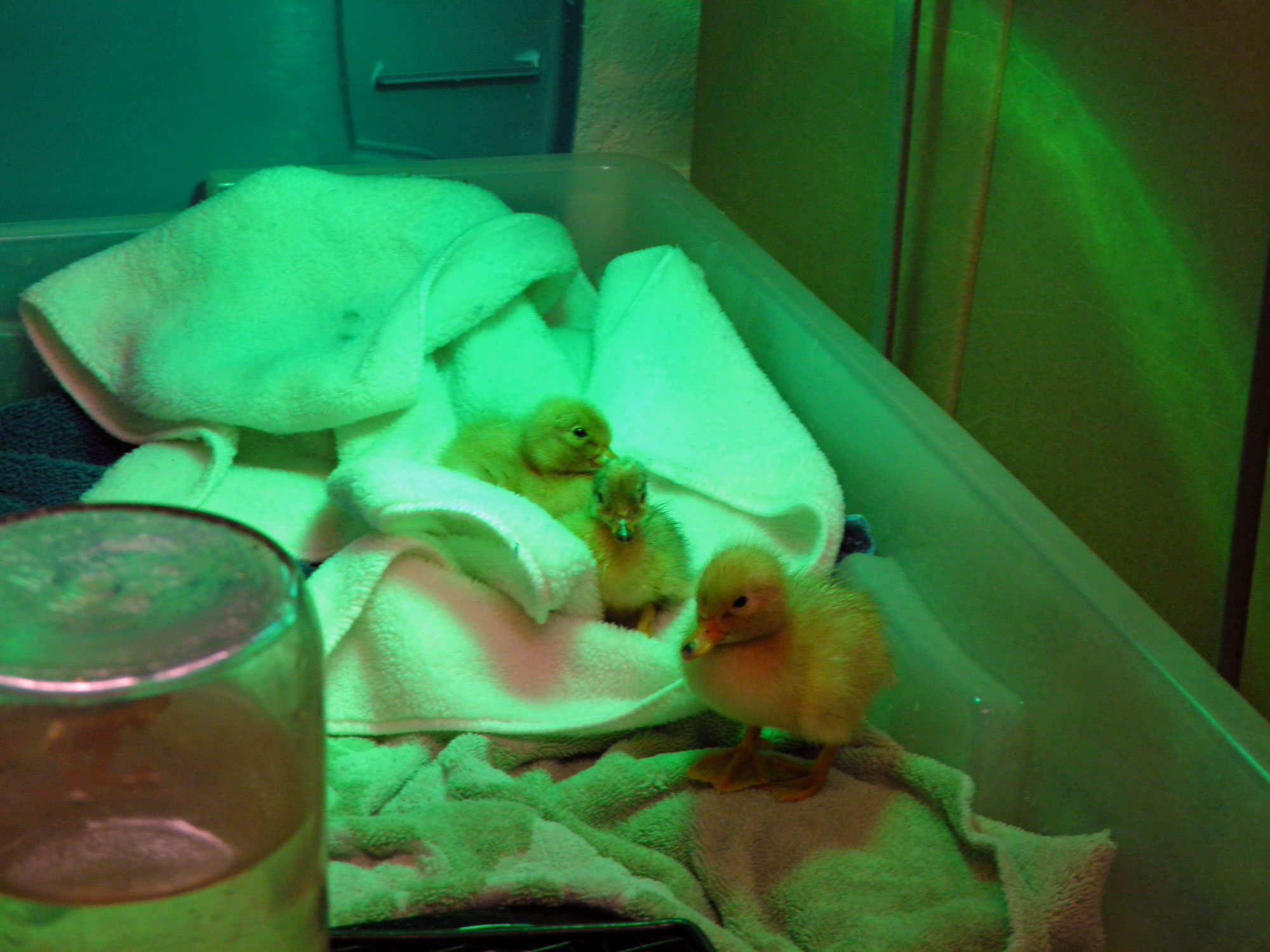 3 Call Ducks
