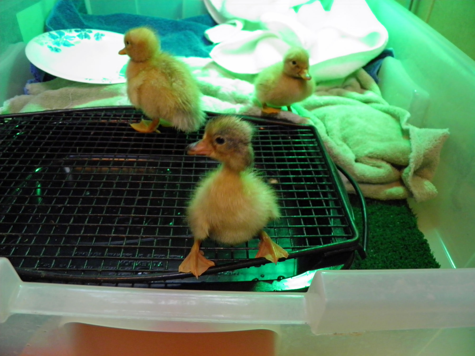 3 Call Ducks