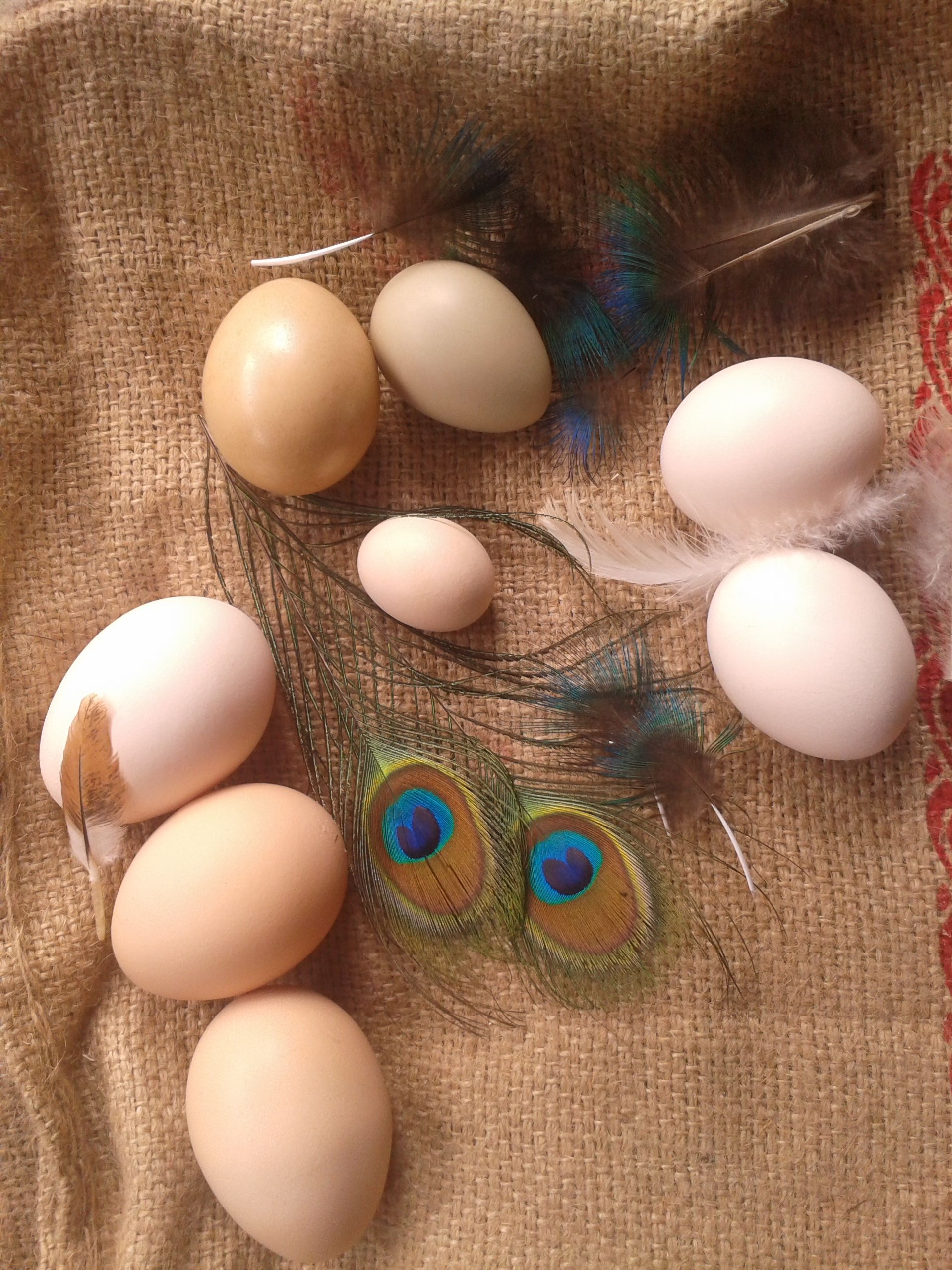 3 chicken eggs, 2 silkies white, and 2 pheasants of silver and ringnecked..... a tiny one is of partridge.