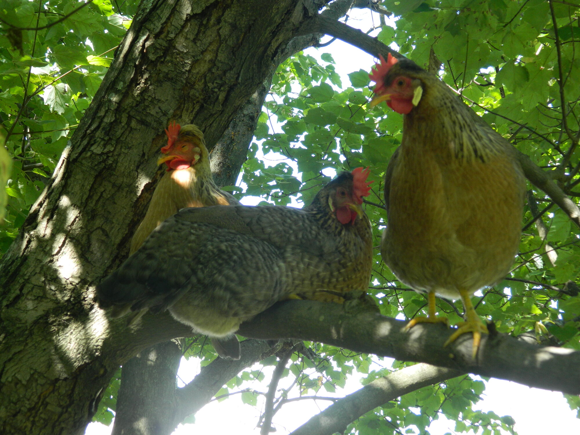 3 Cream Legbars, sittin’ In a tree, R. E. S. T.  I. N. G.