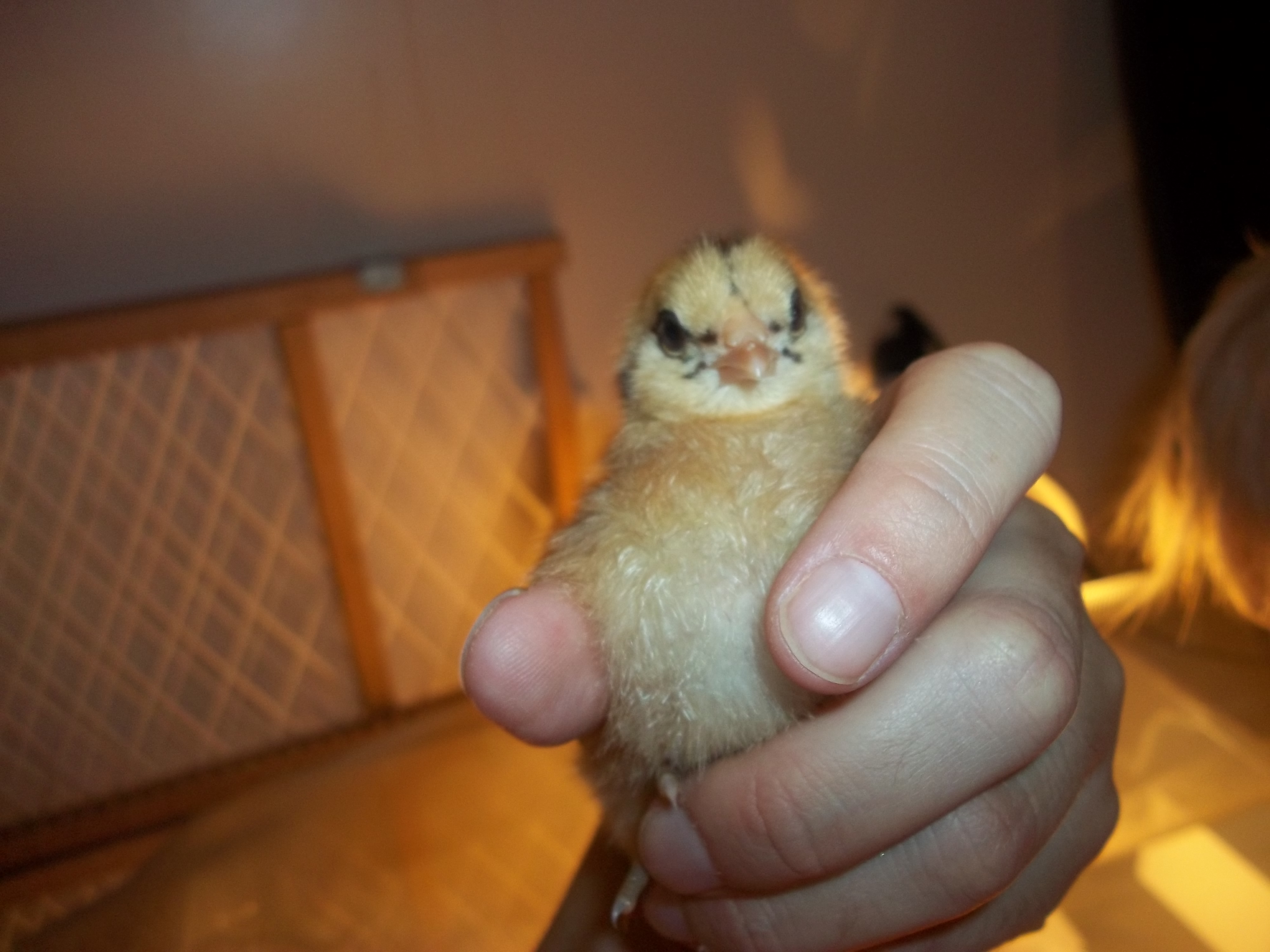 3 day old Ameraucana chick.