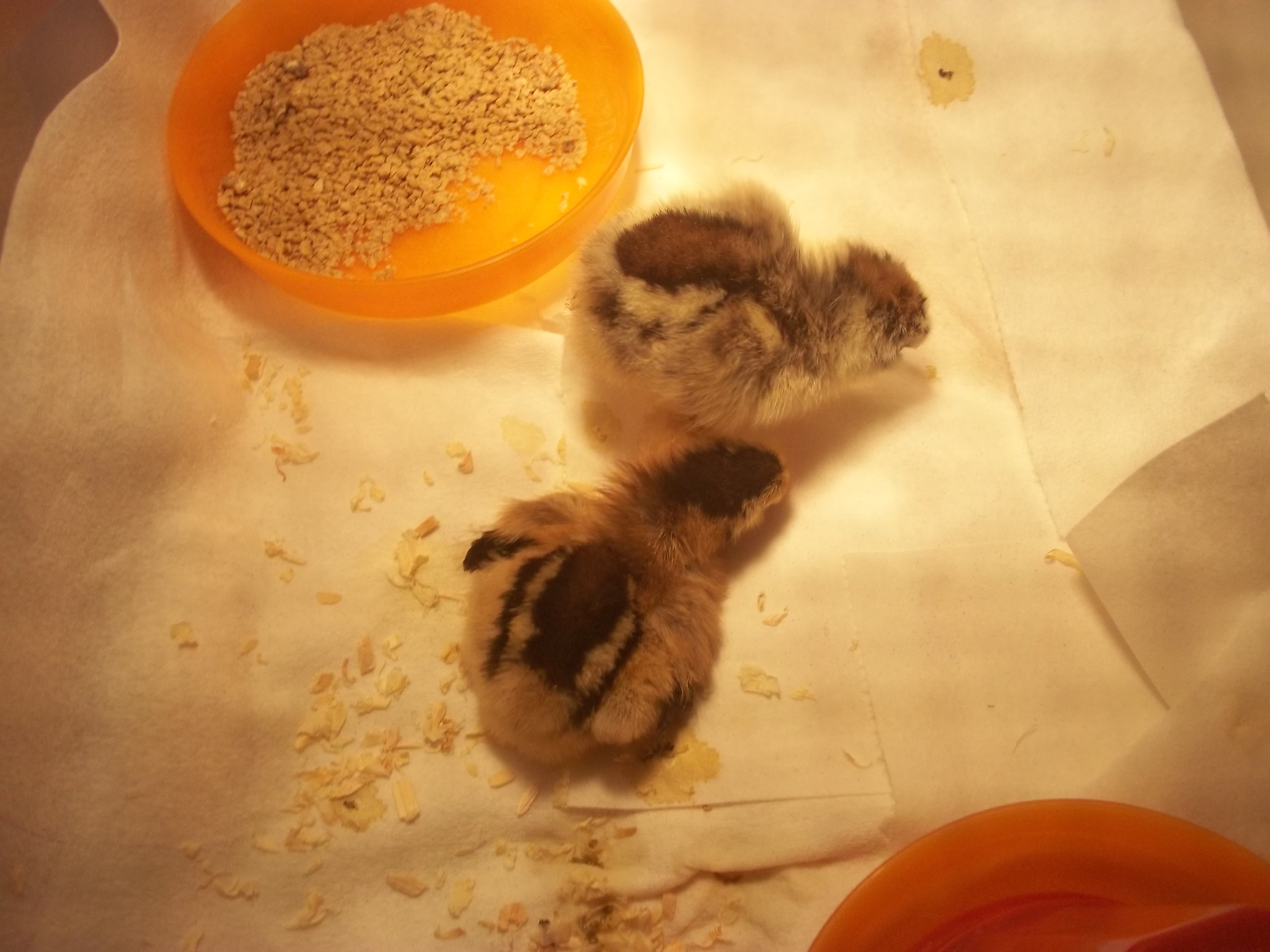 3 day old Ameraucana chicks.