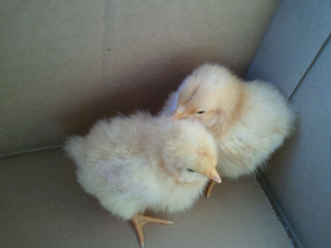 3 day old Buff Orpingtons