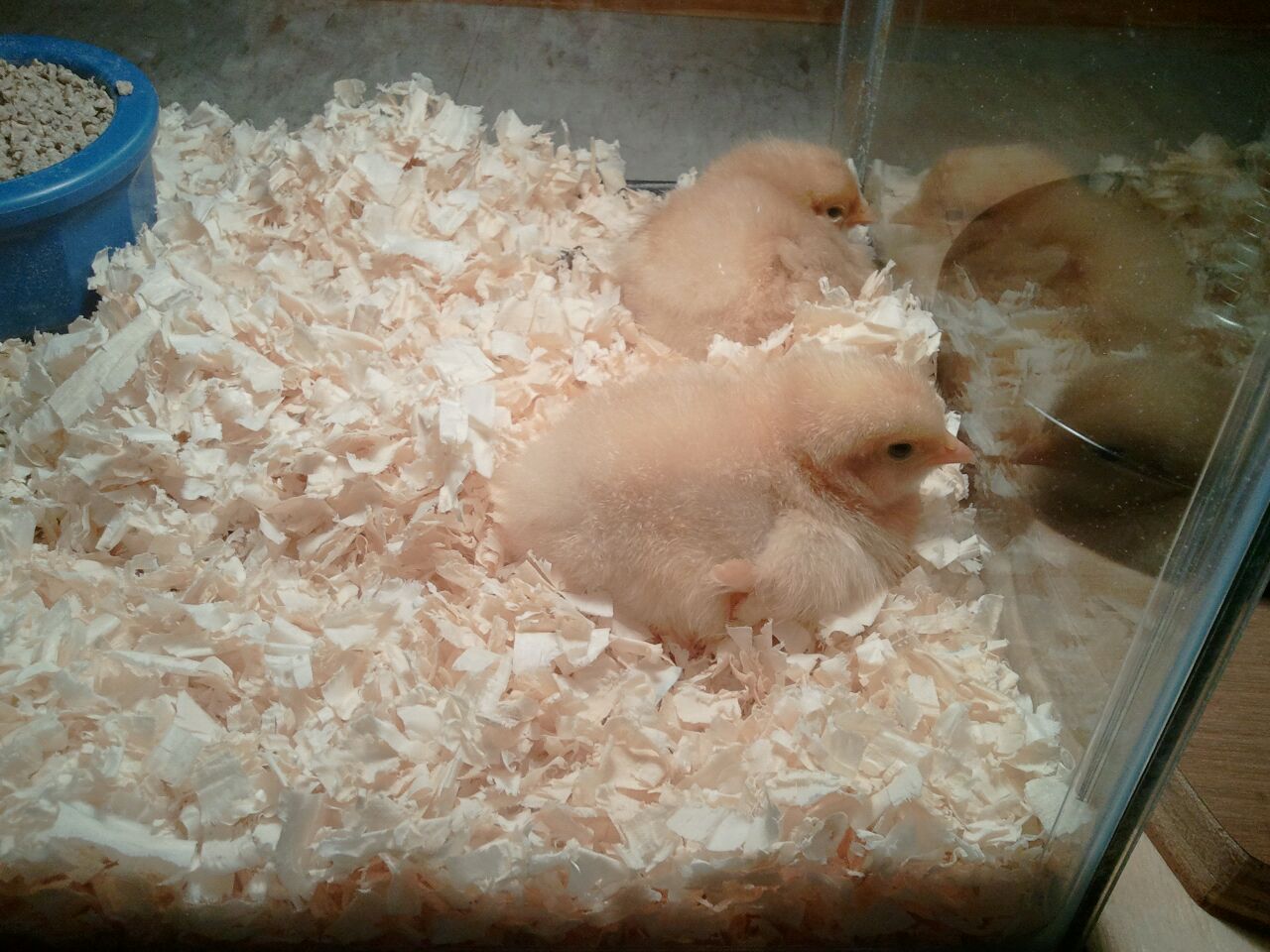 3 day old buffs in new brooder