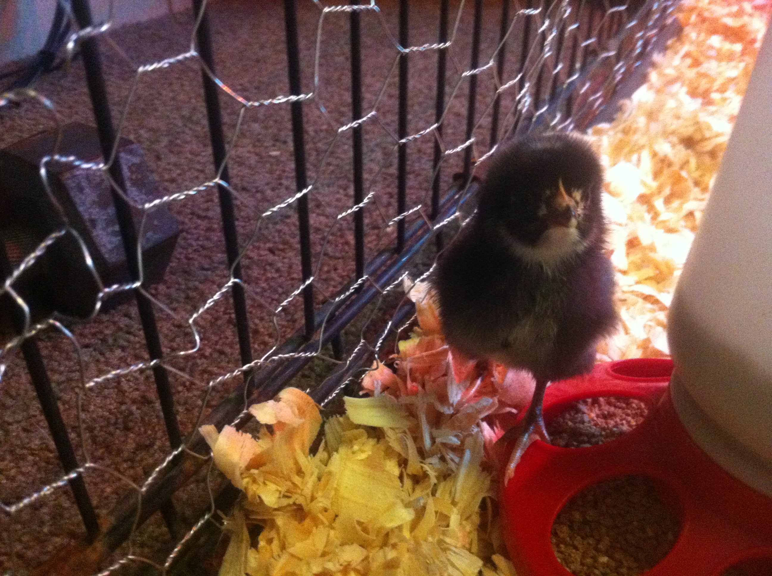 3 day old Dominiqe chick, first out of the box.  He's curious.