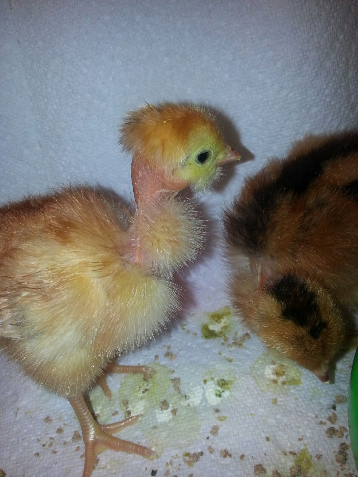 3 day old red NN