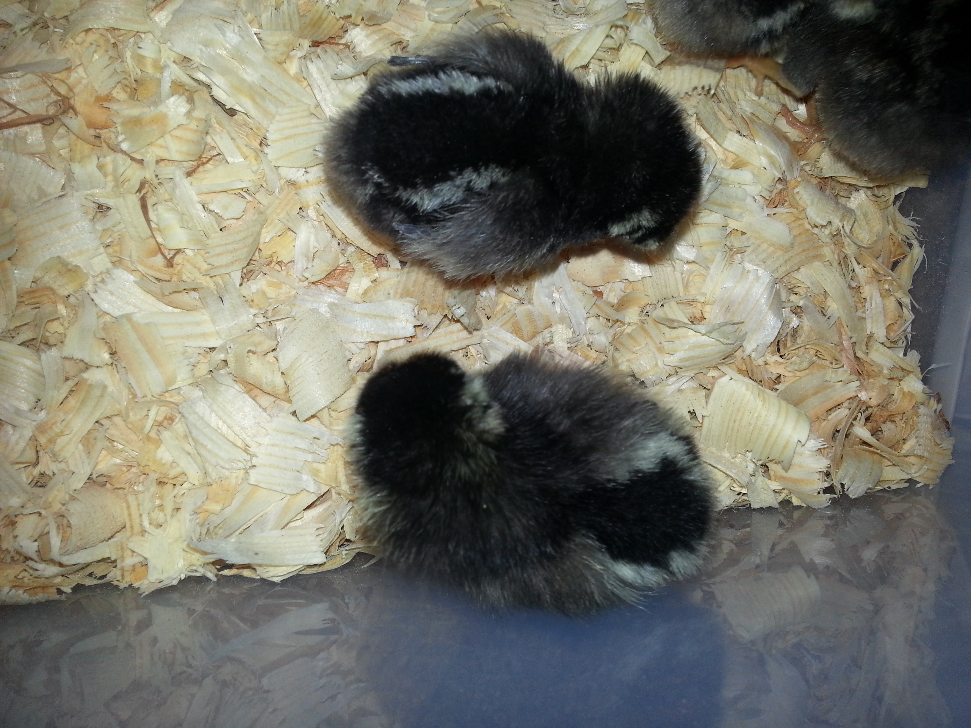 3 Days old
2 of the 6 SLW