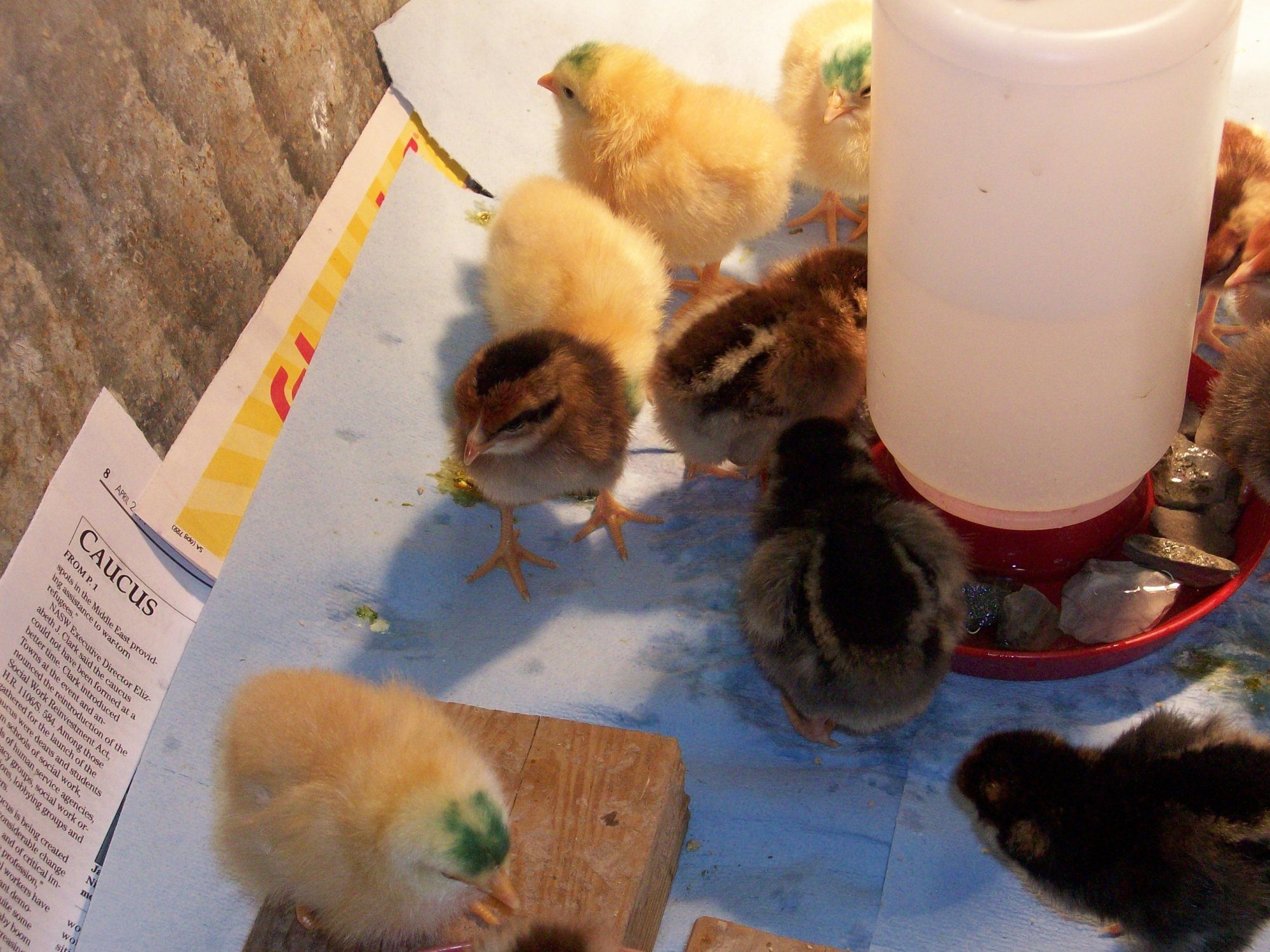 3 days old, Buff Orphingtons, Brown Leghorns, Golden Laced Wyondottes