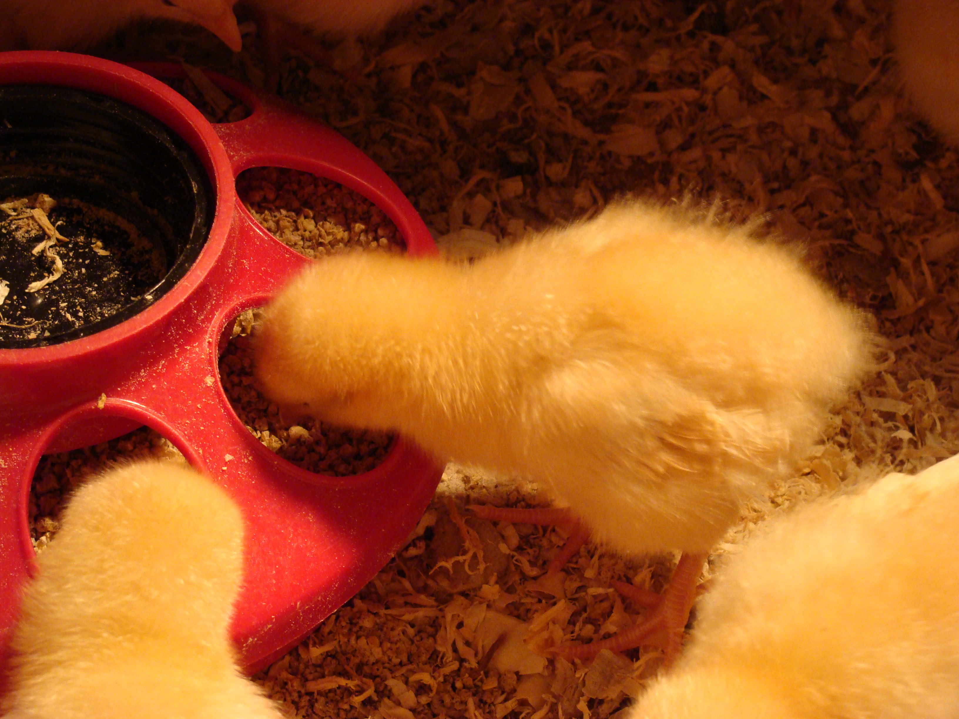 3 days old.