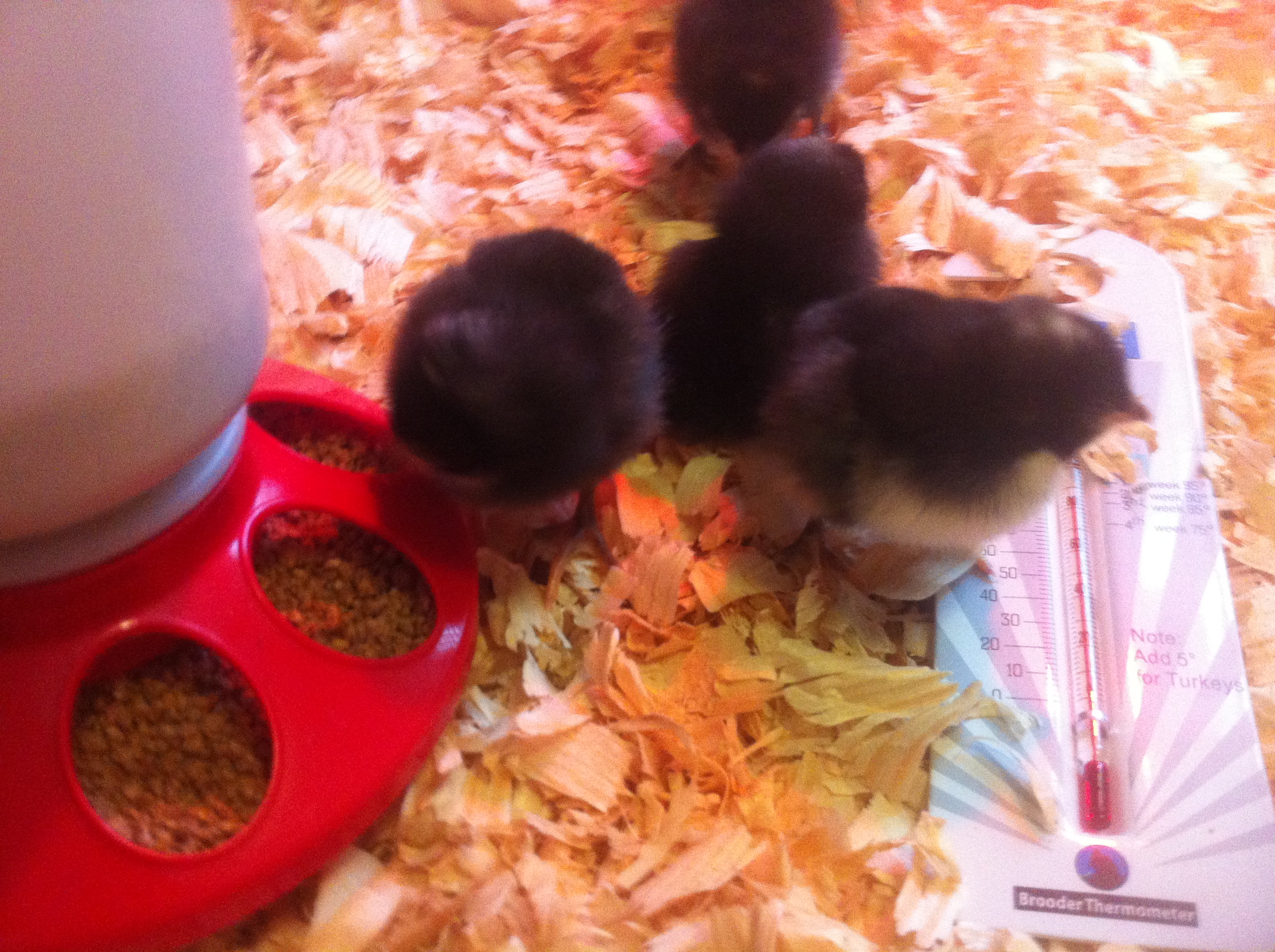 3 days old