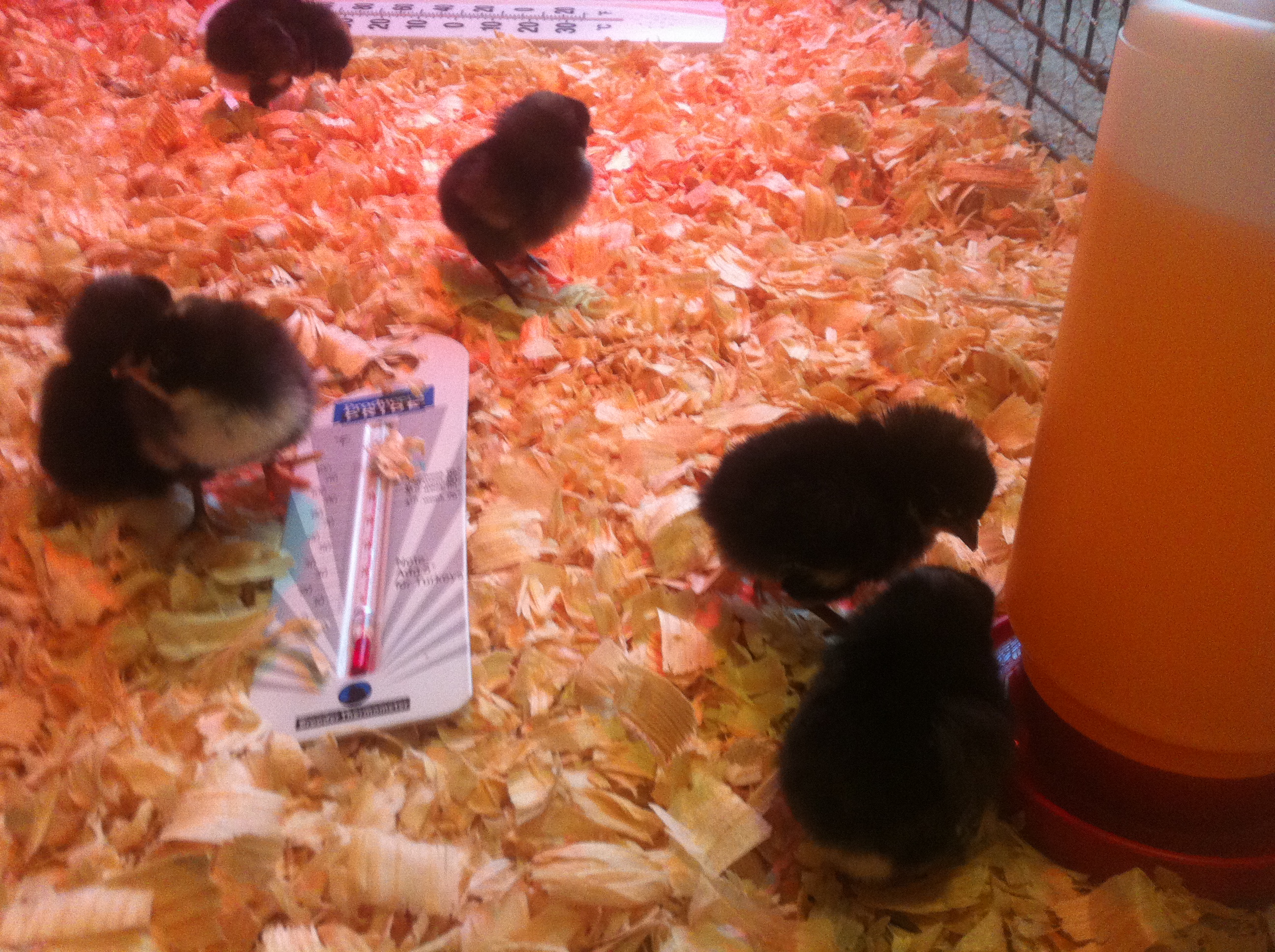 3 days old