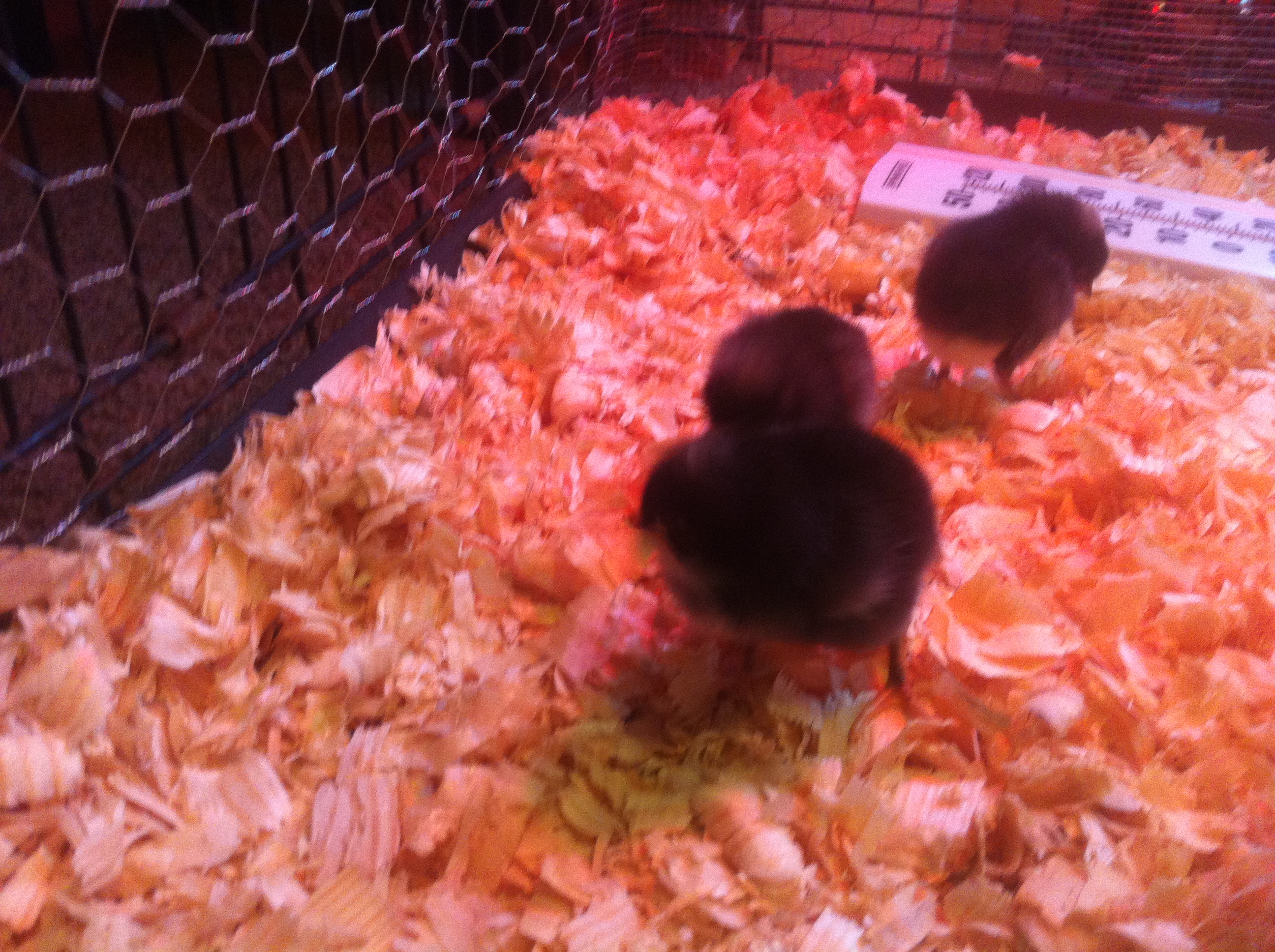 3 days old