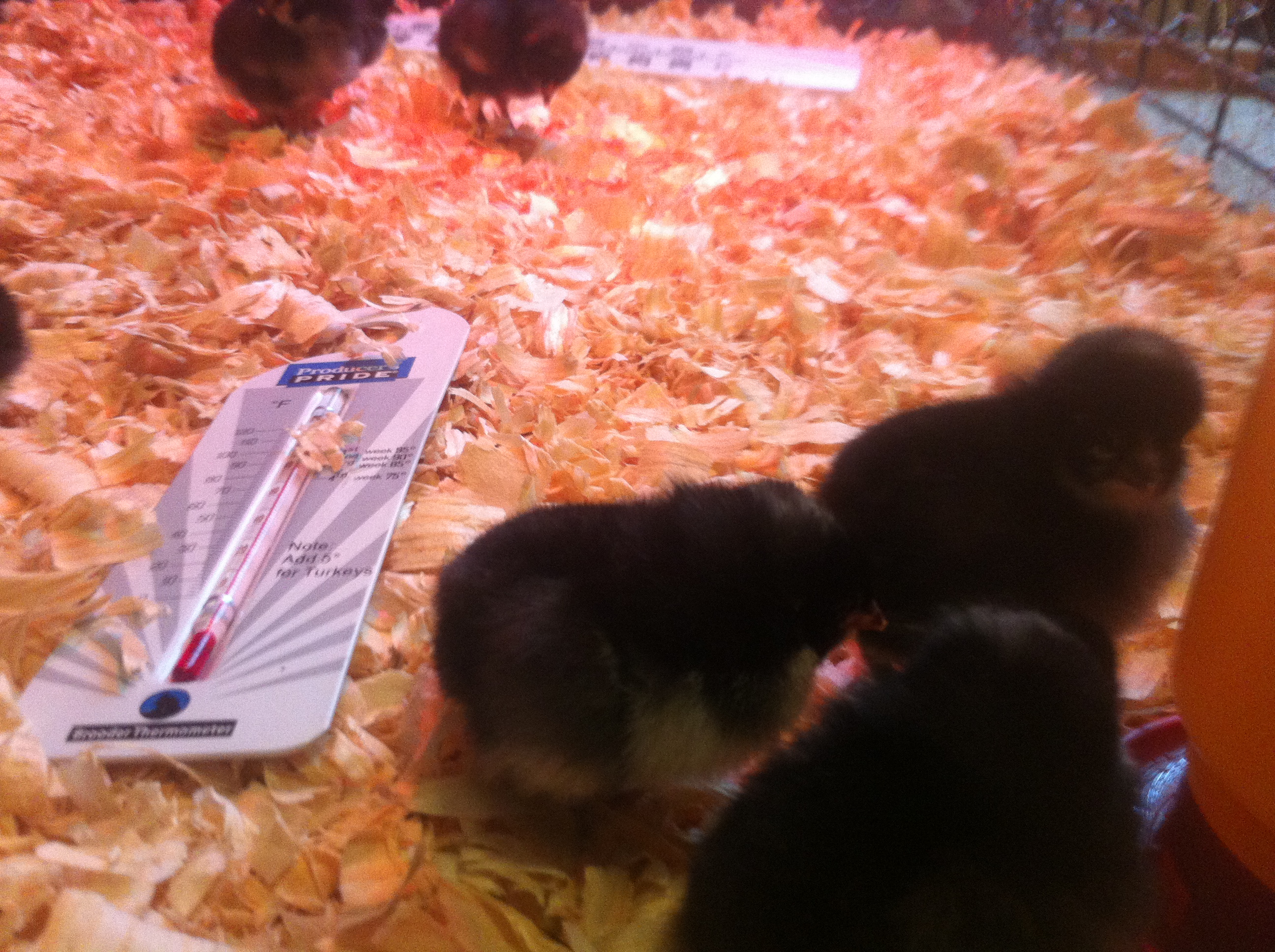 3 days old.