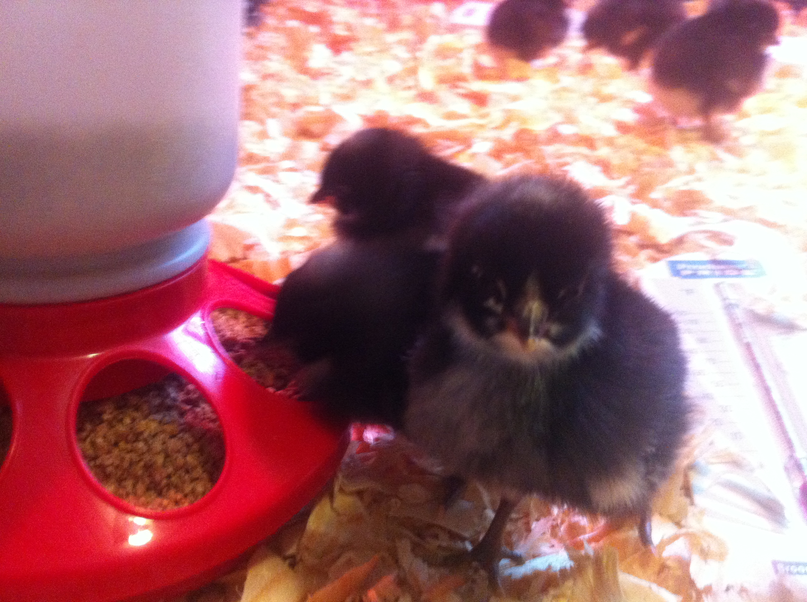 3 days old.
