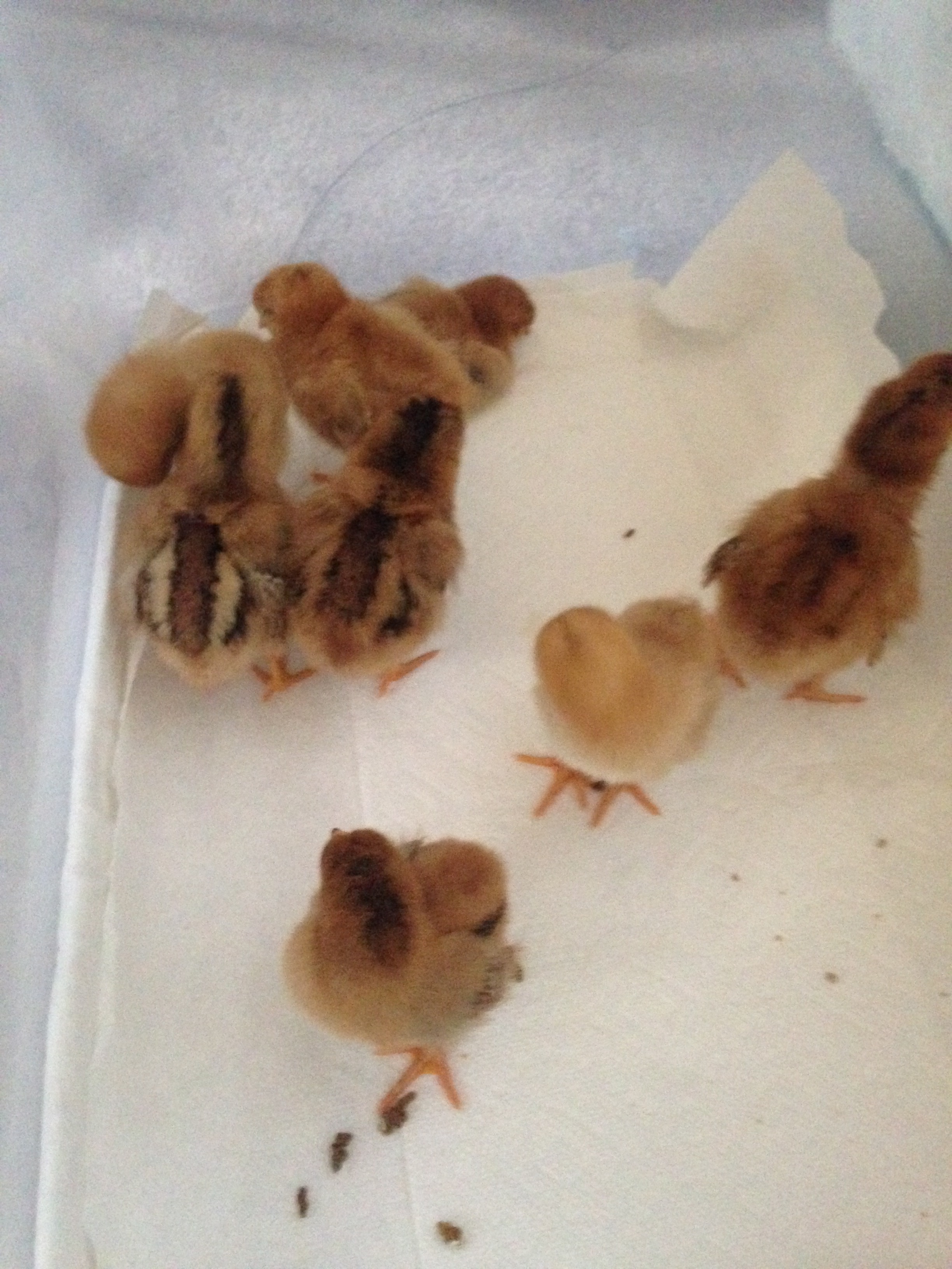 3 days old