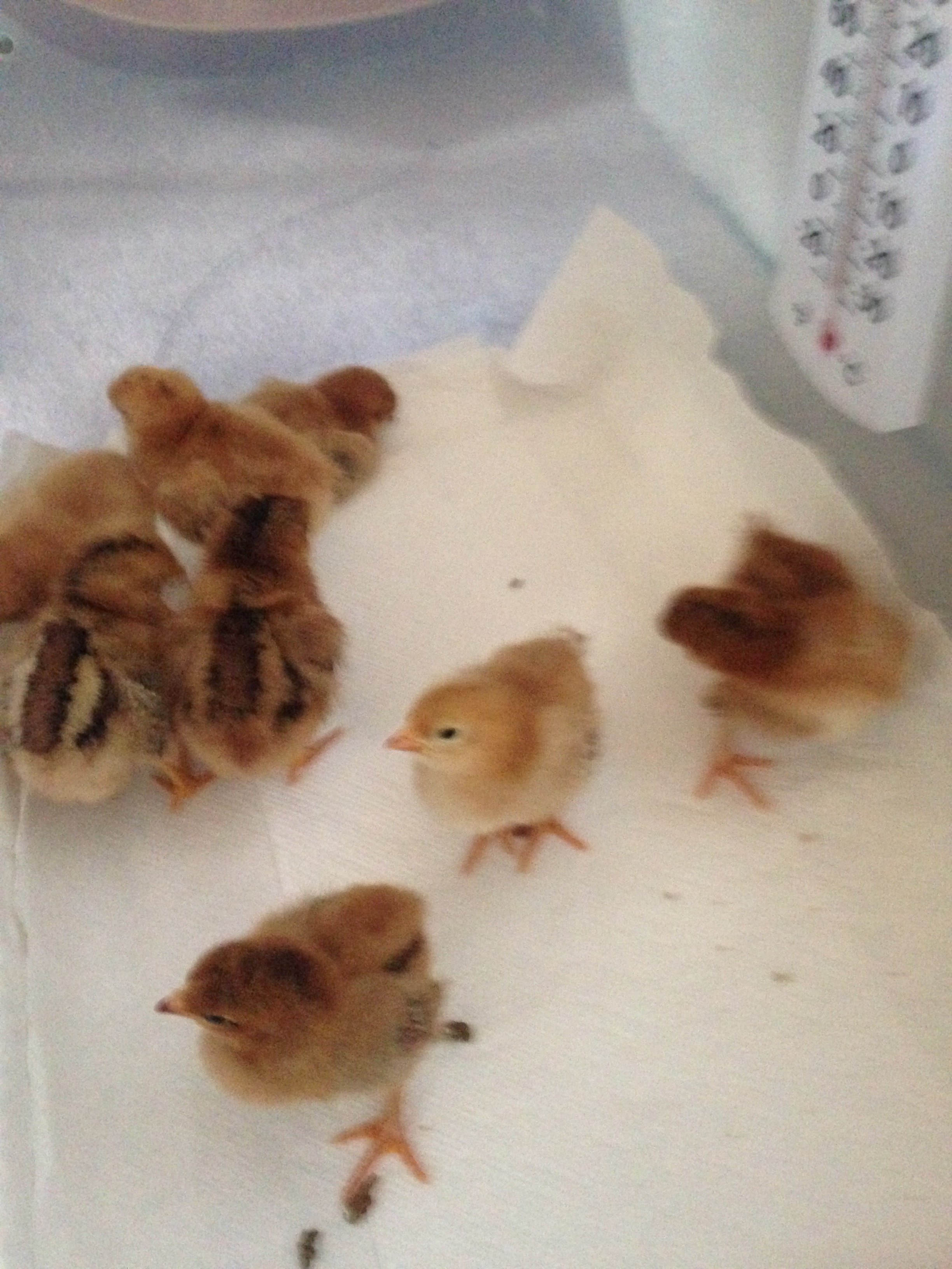 3 days old