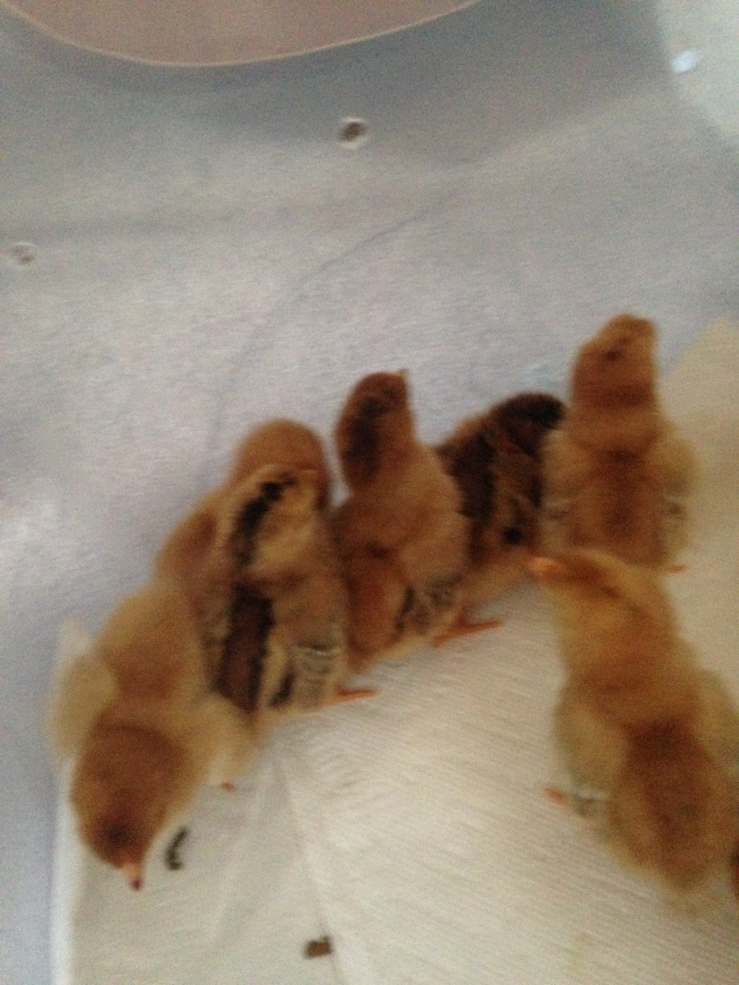 3 days old