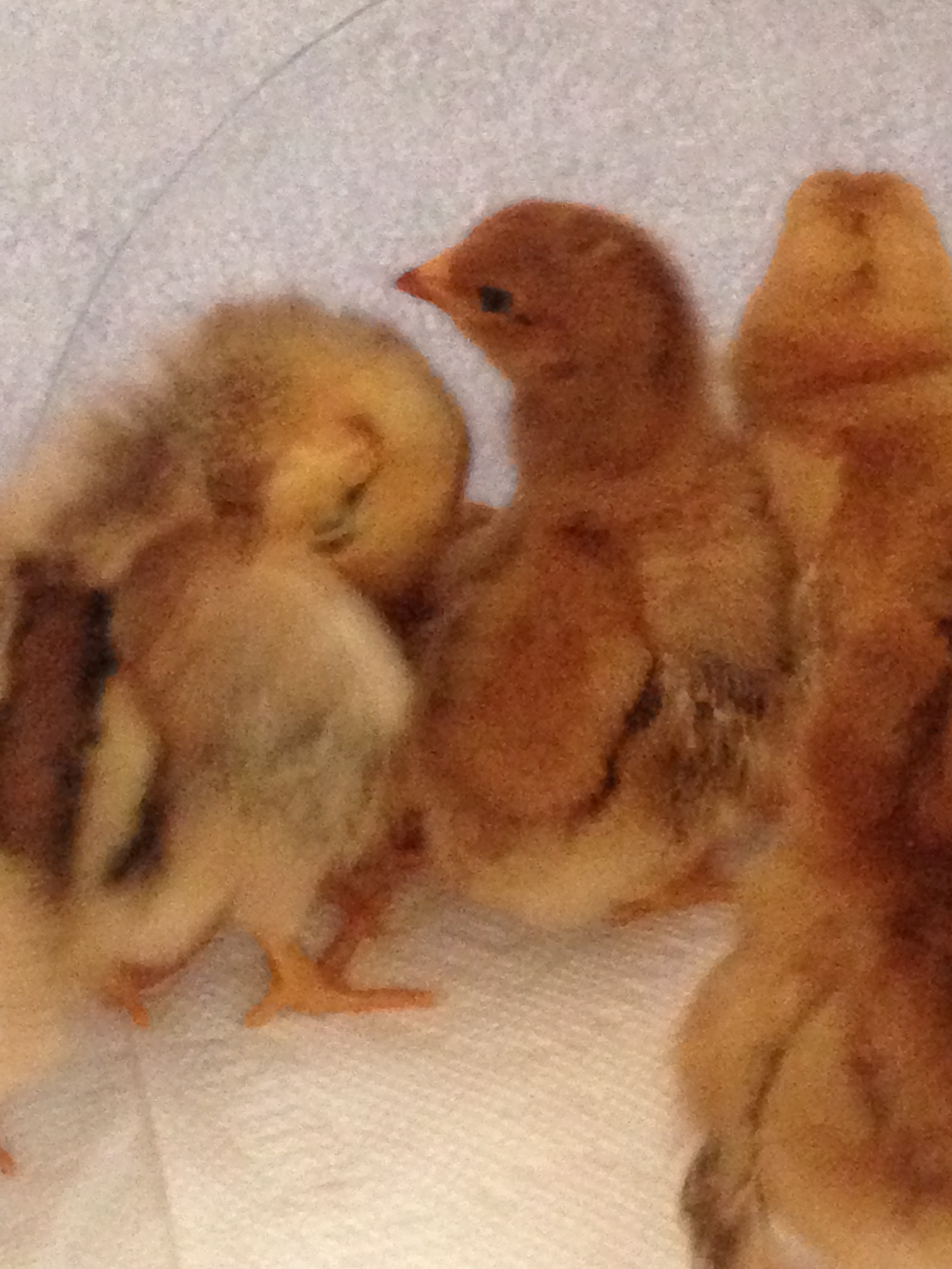 3 days old