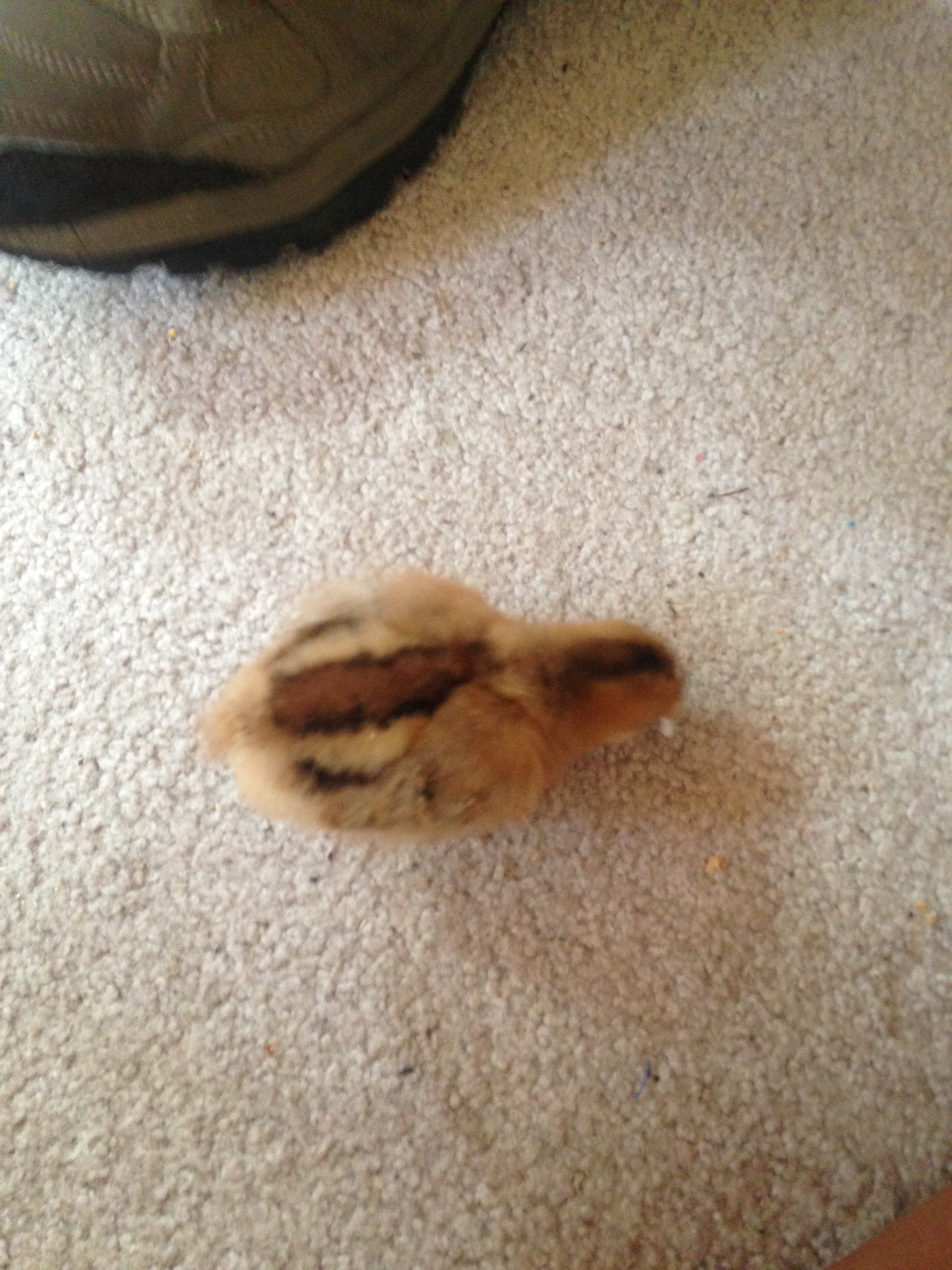 3 days old