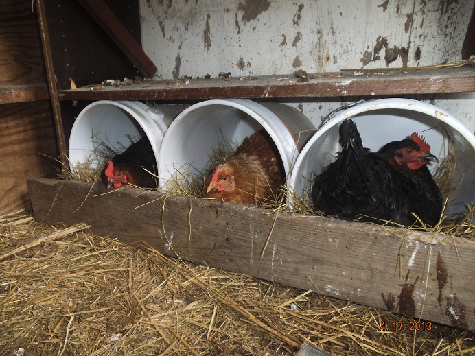 3 girls doing what comes naturally