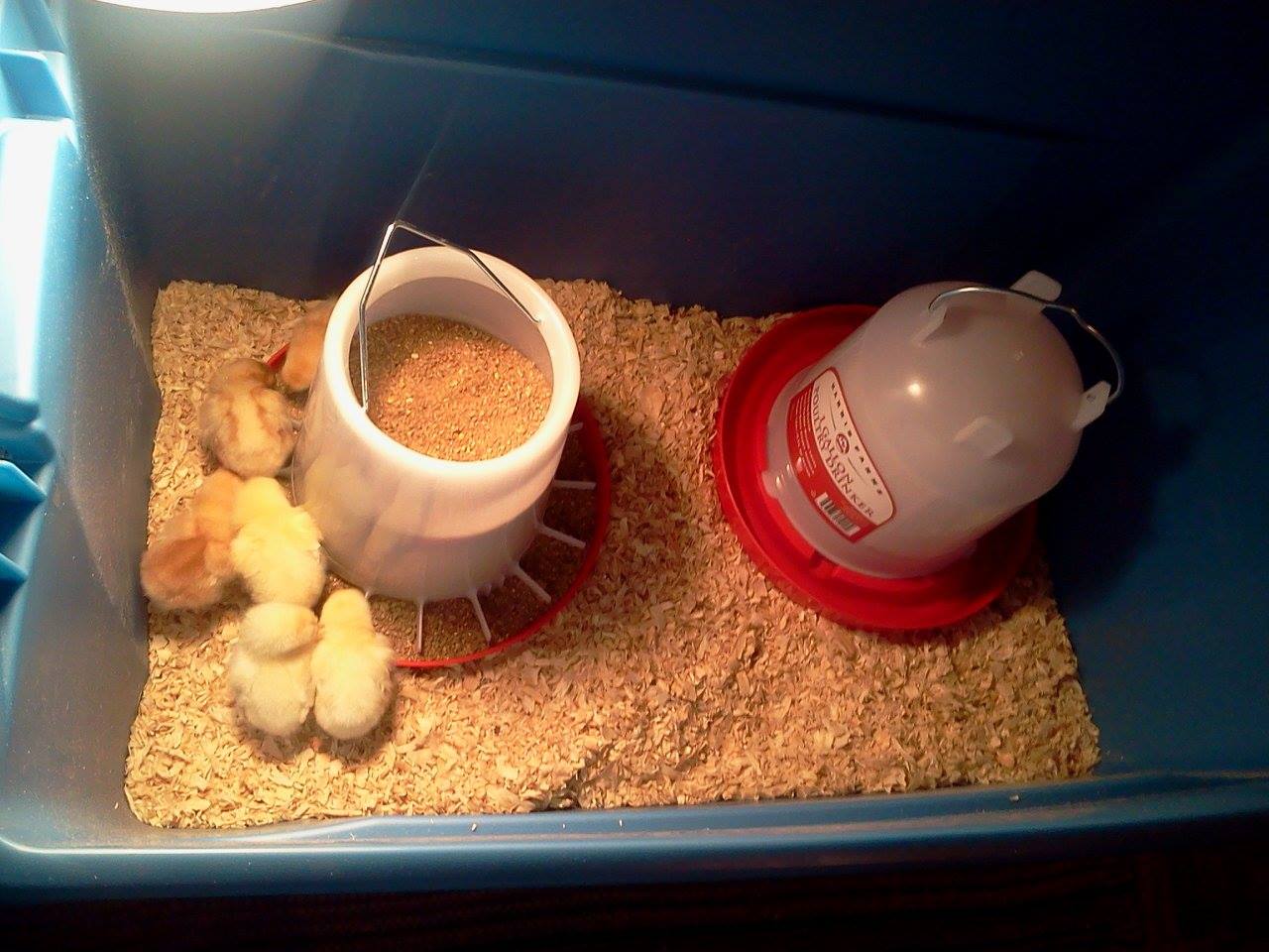 *3 golden reds and 3 australorps im told. hmm dontknow for sure on them.