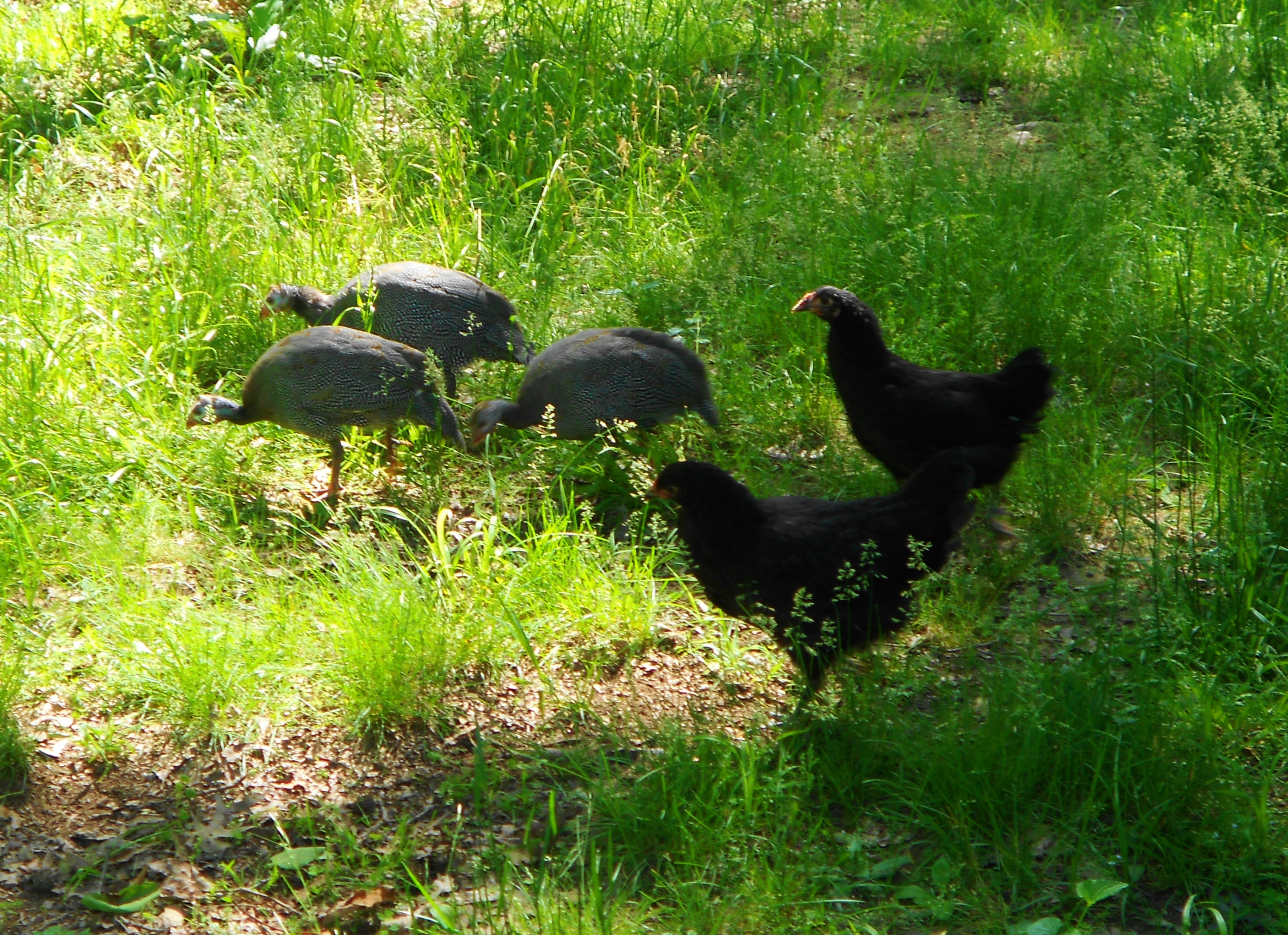 3 Guineas & 2 Australorps
