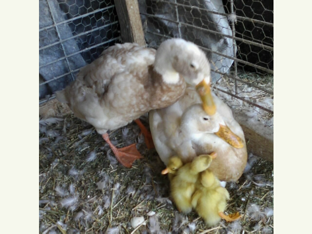 3 Hatched Proud Parents