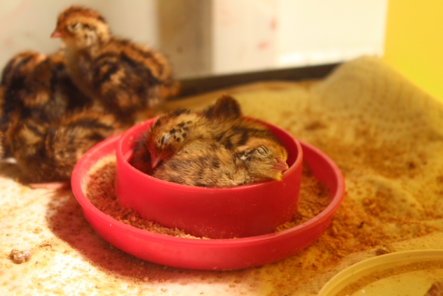 3 in a dish, 3 days old.
Quail