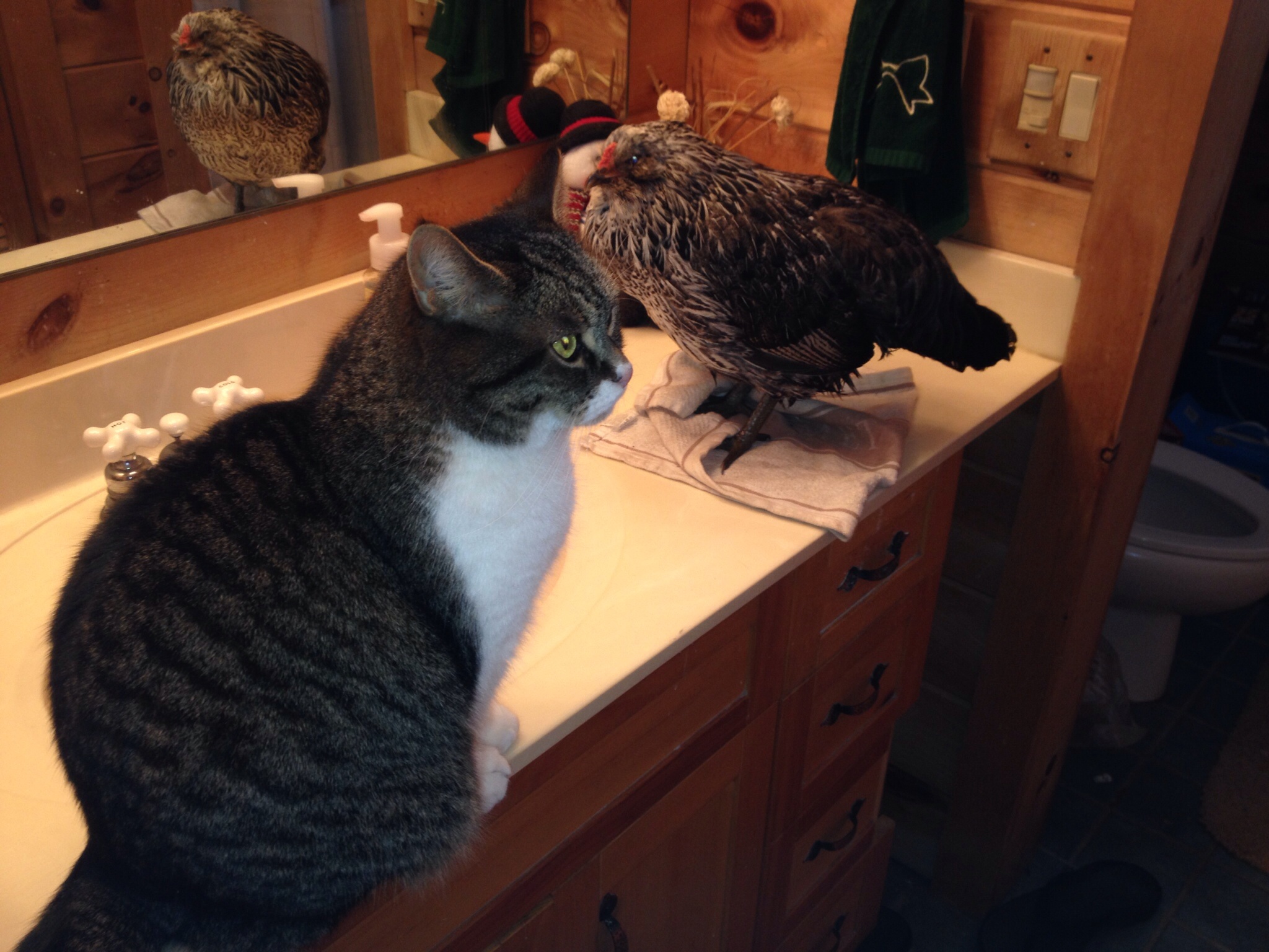 3 Jan 14 after bath w/Kitty guardin