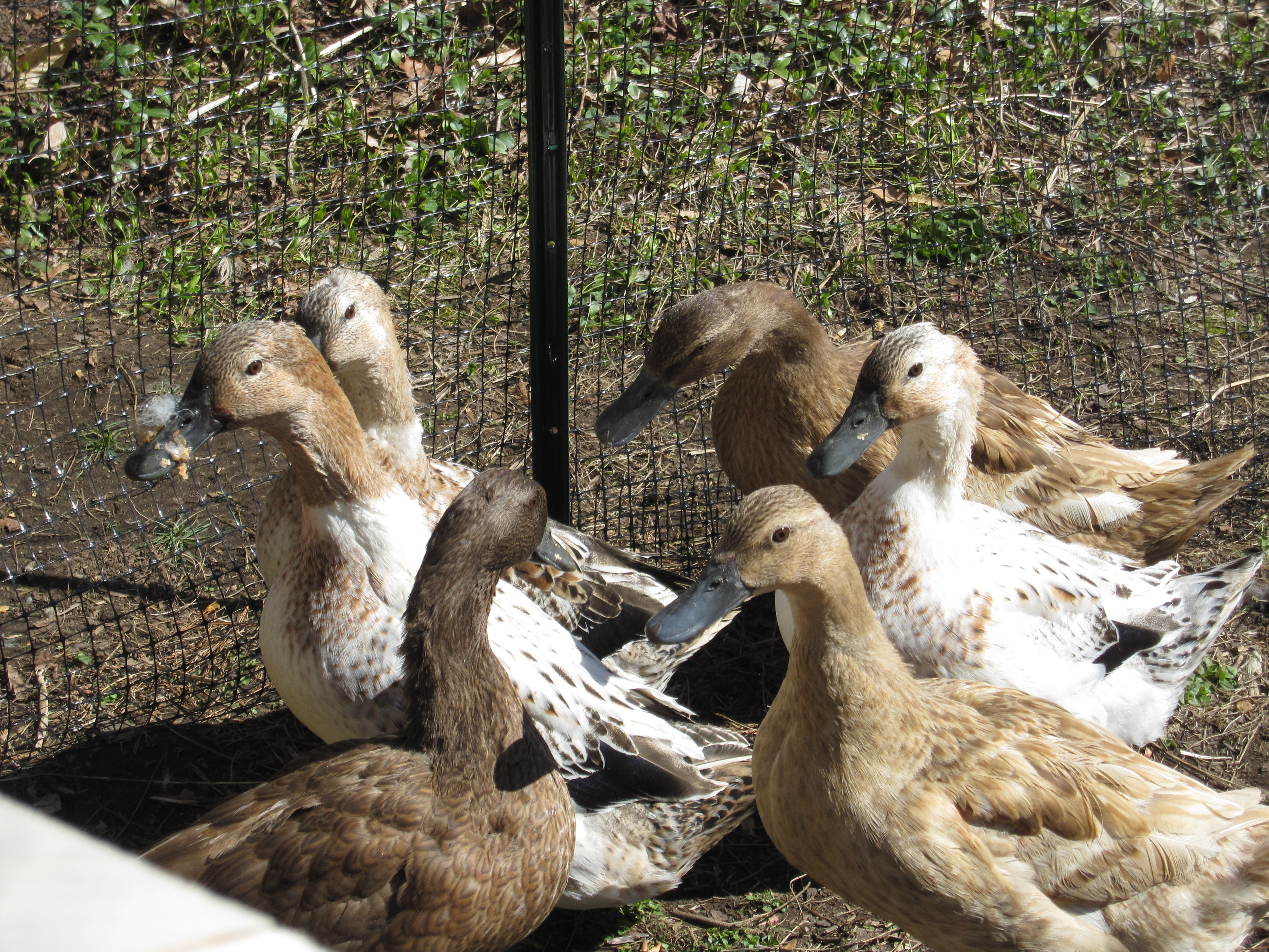3 Khaki Campbells and 3 Welsh Harlequins