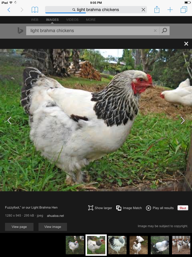 3 light brahmas all with leg feathers, one exactly the same but with no leg feathers.  Could it still be a light brahma?