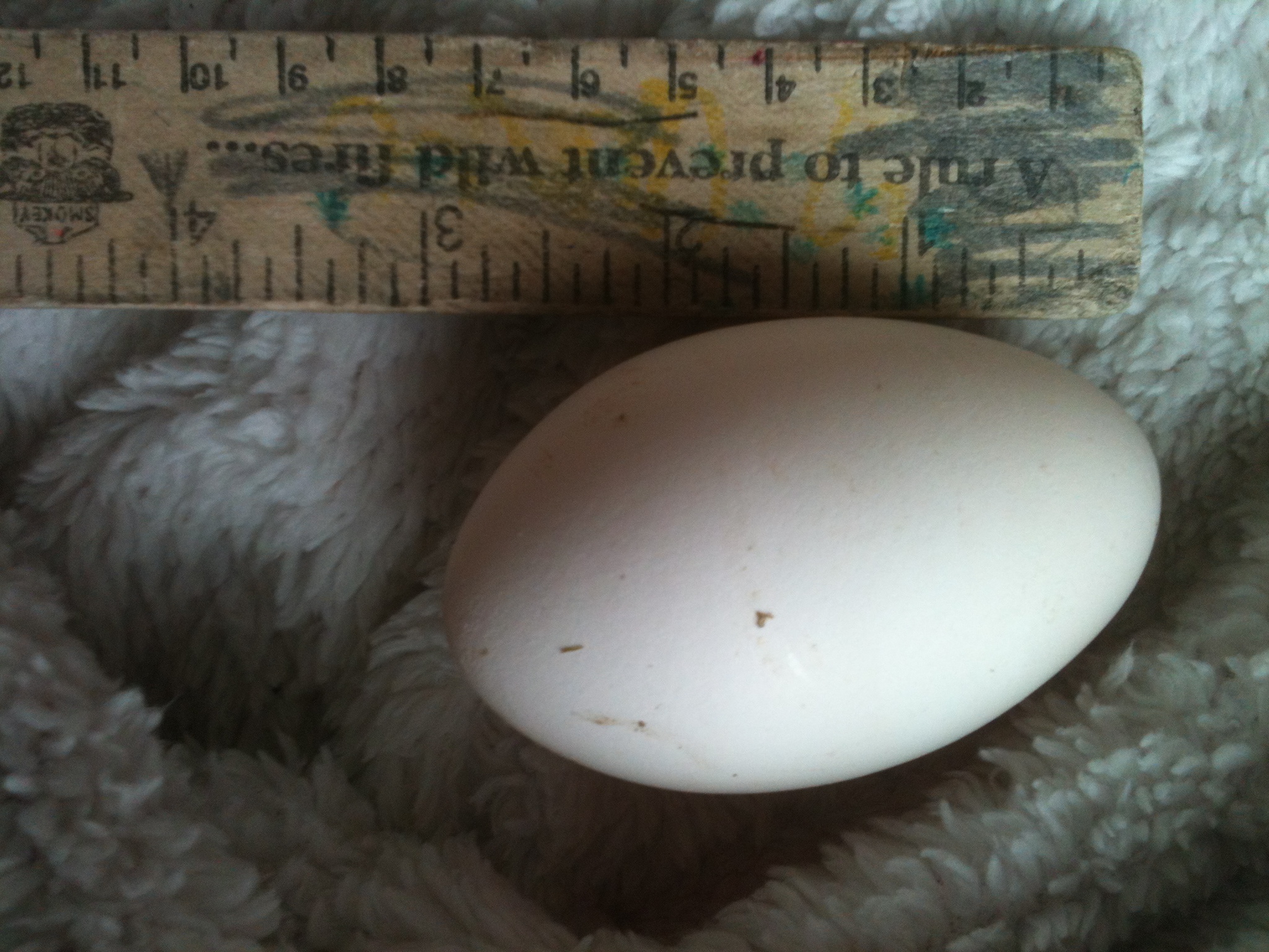 3" long skinny egg