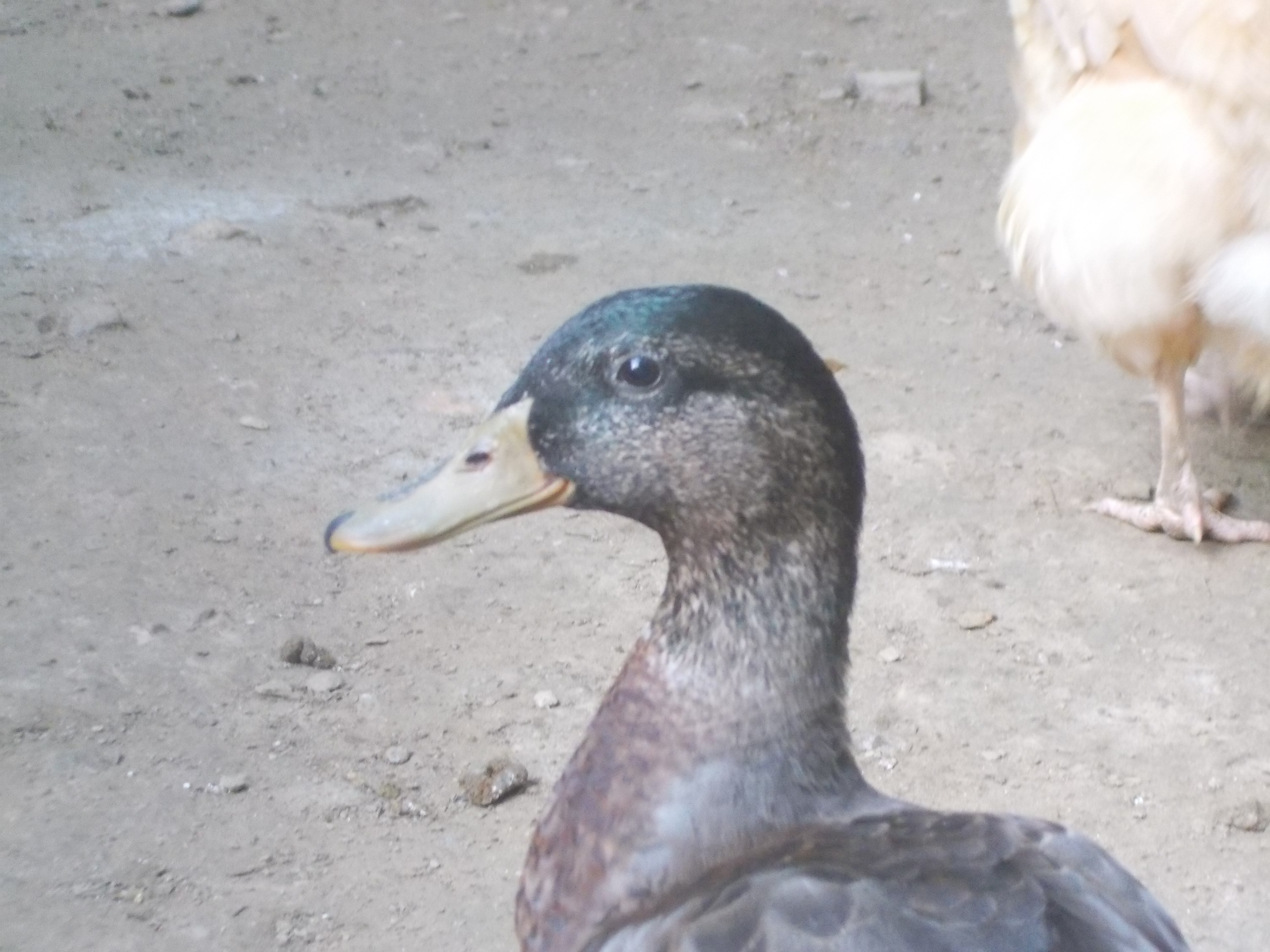 3 month old Mallard.