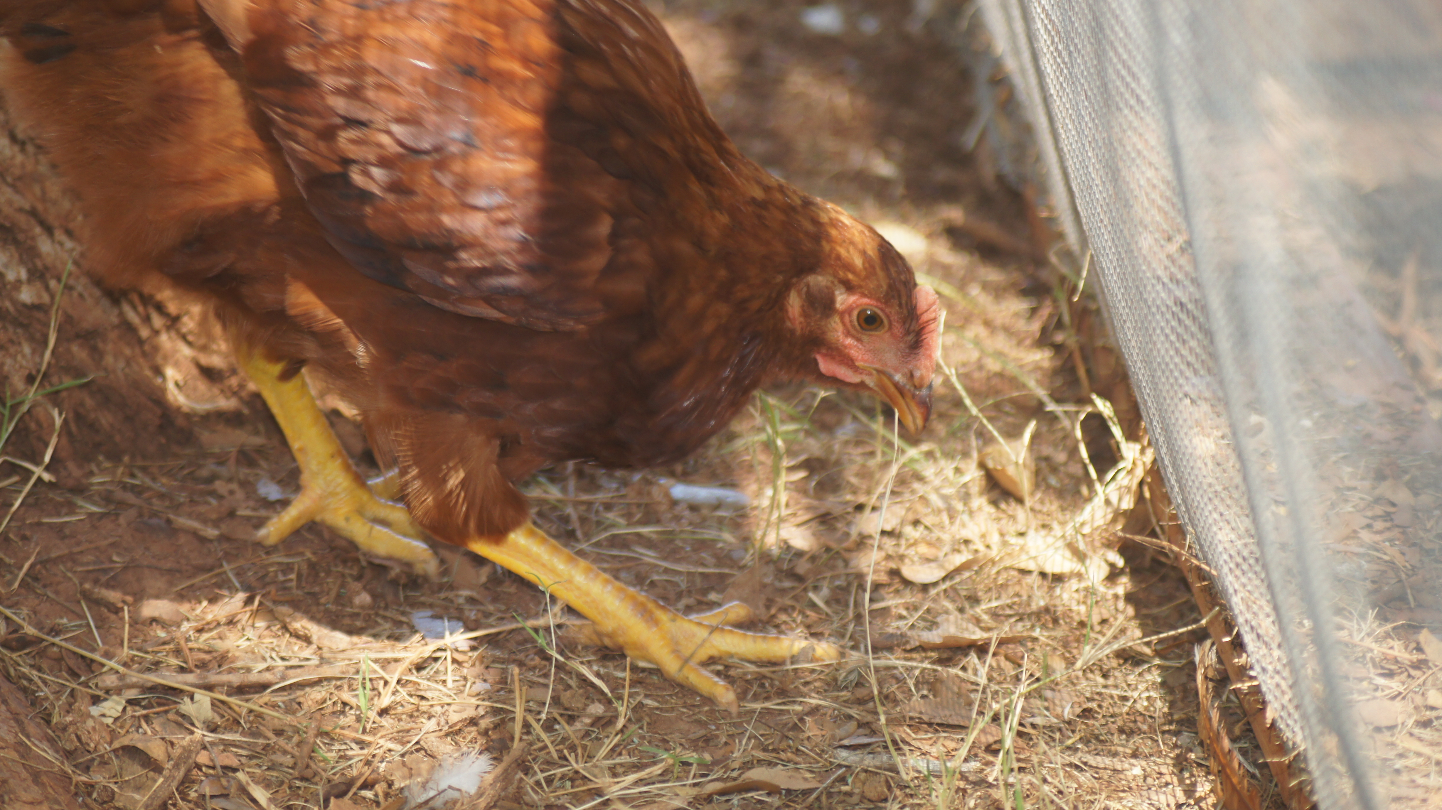 3 month old Rhode Island Red
