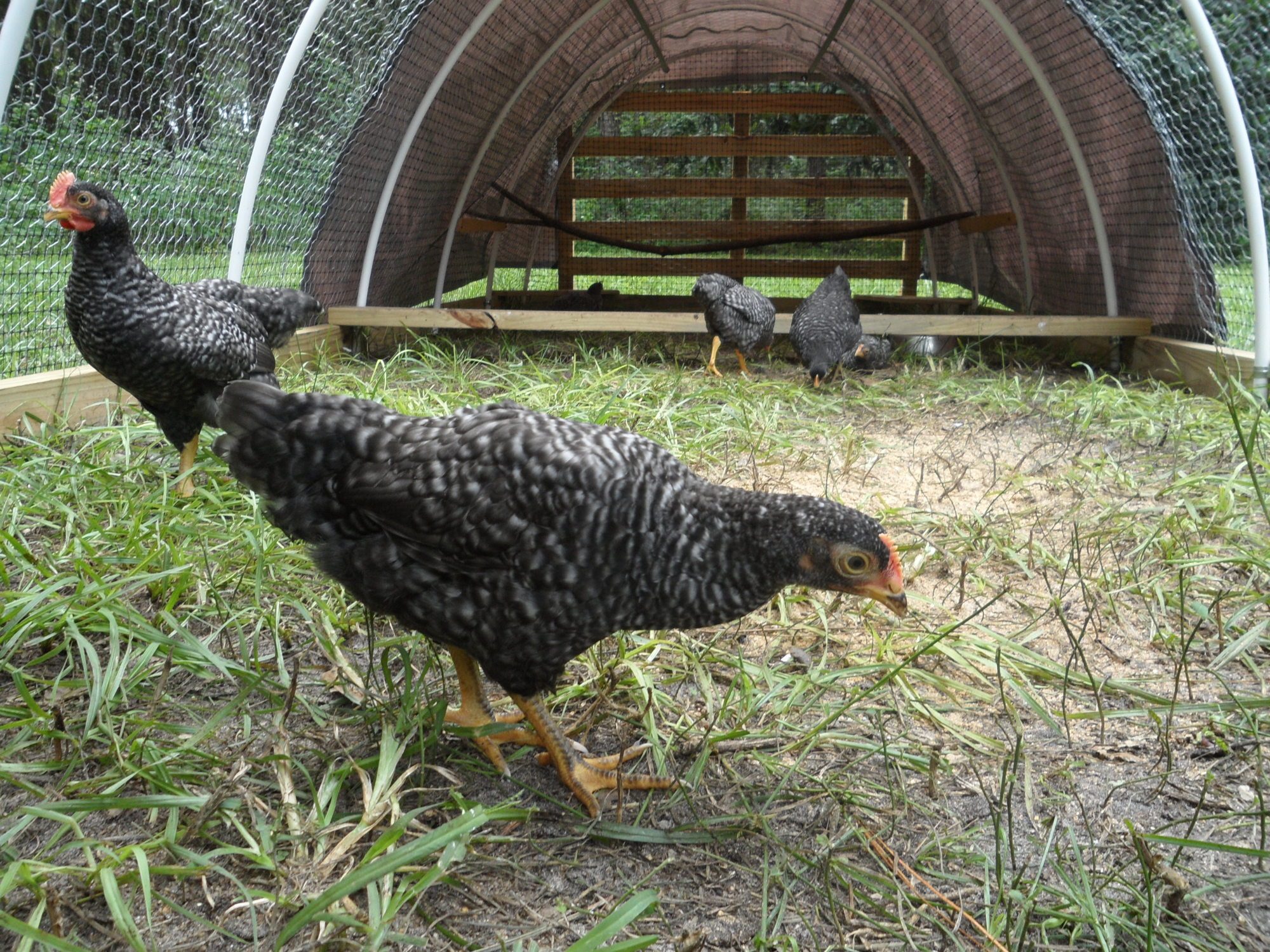 3 months old. Enjoying their days out in the chicken tractor.