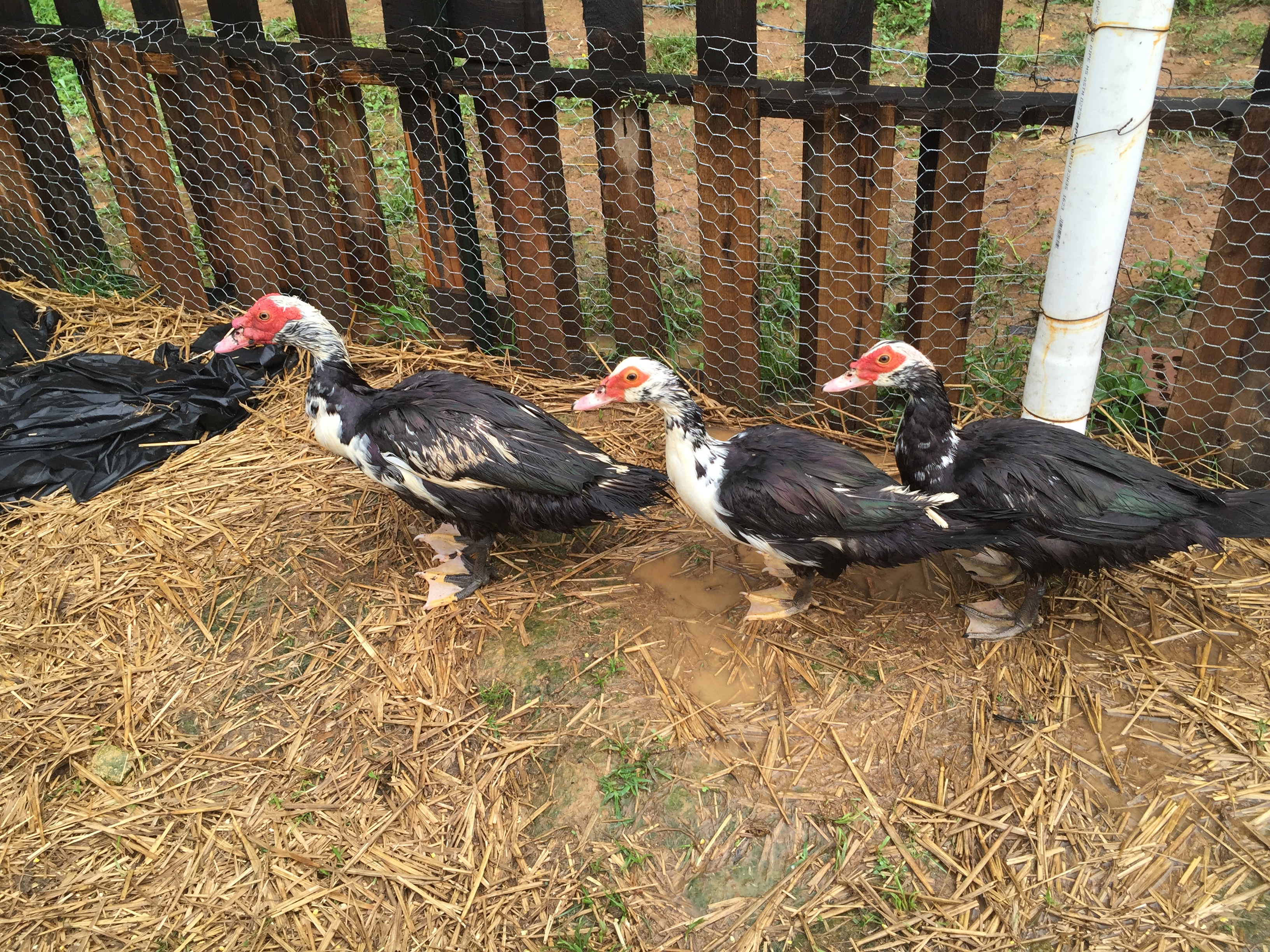 3 Muscovy, newest flock members! Purchased 6/3/16 at Sano Goat & Sheep Auction