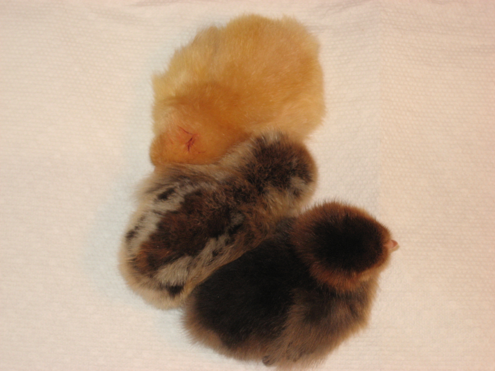 3 new chicks from WFS picked up on 7/12/12