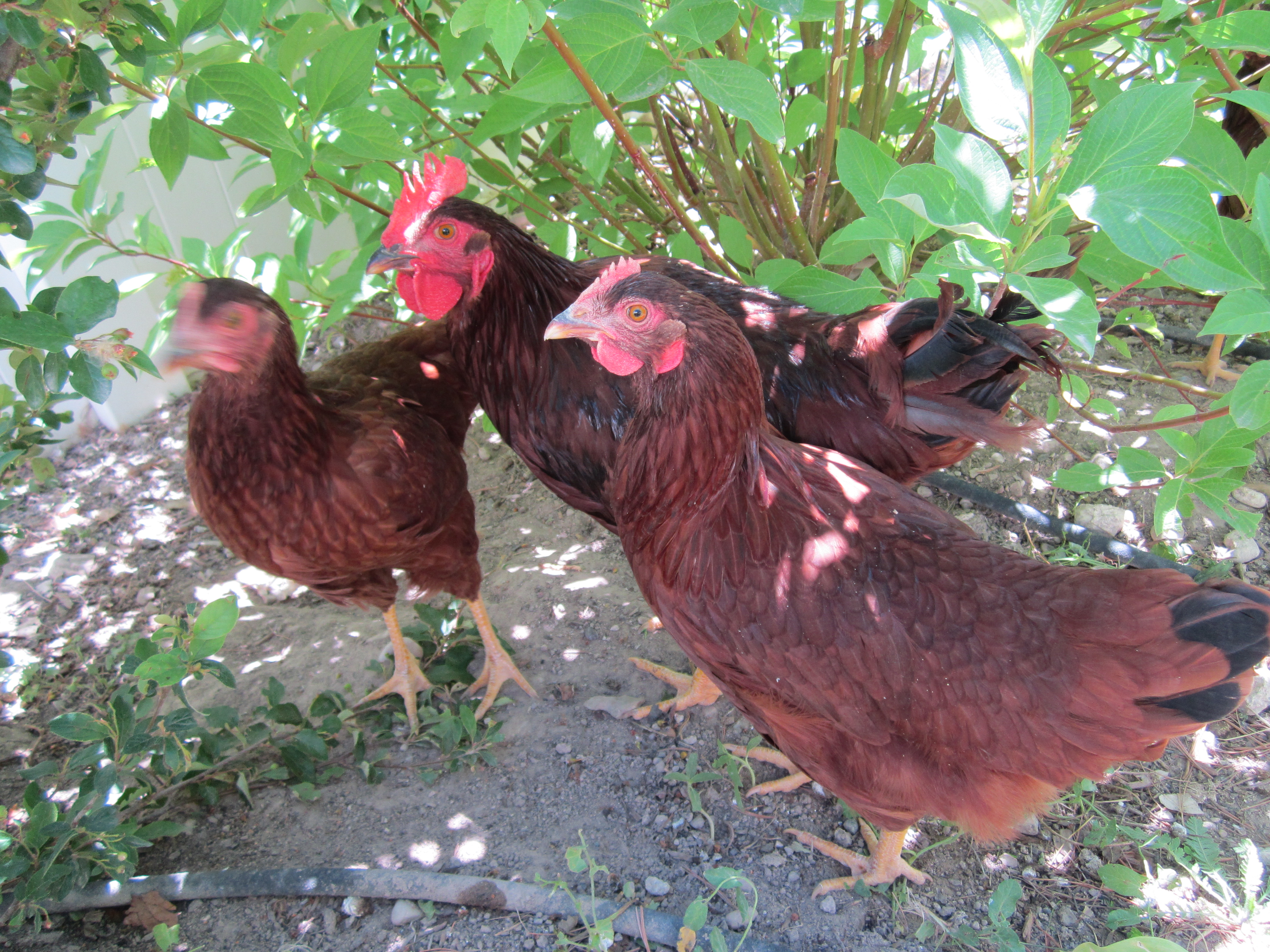 3 of my 4 RIRs at just over 15 weeks old on June 1, 2012.  I'm thinking the one in the middle is in fact a rooster after all, which wasn't what we were bargaining for.