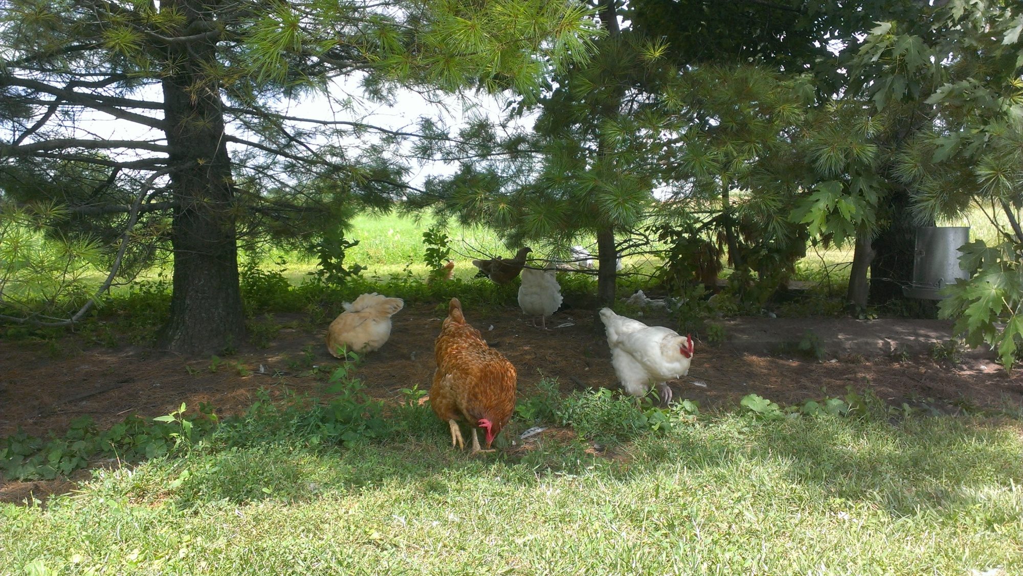 3 of my best Girls: Big Red(NHR) front center, Fatty(BO) far left, Snowflake(DelawarexBO) right front, some others in the back taking dust baths