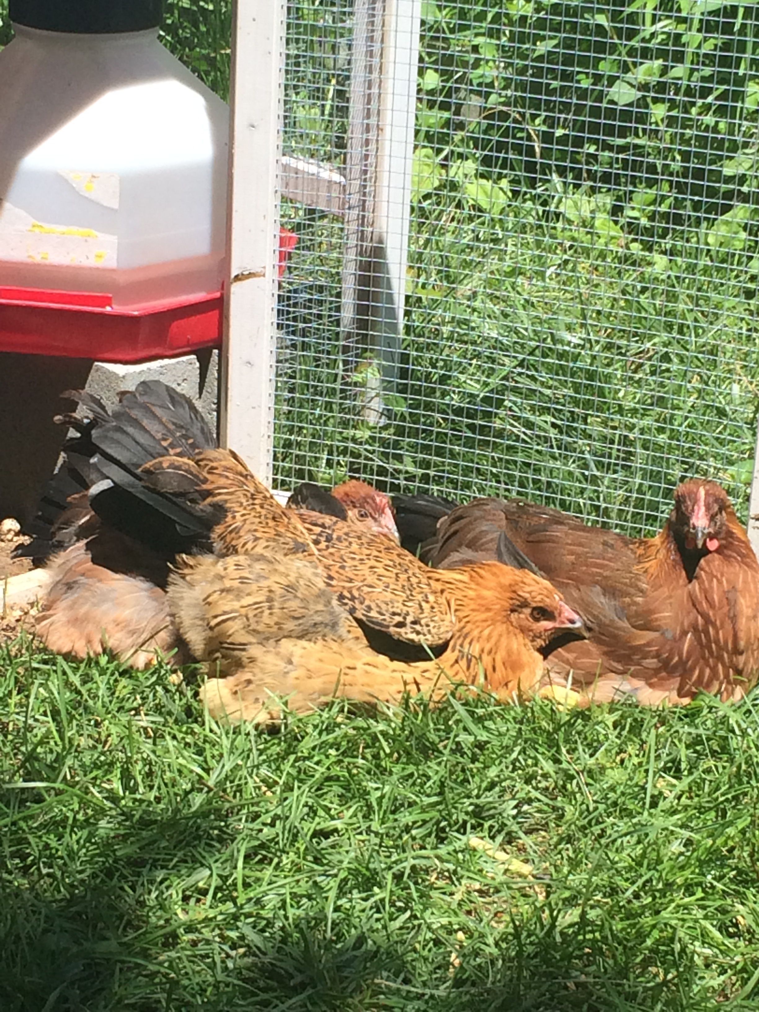 3 of my girls sunbathing during free range