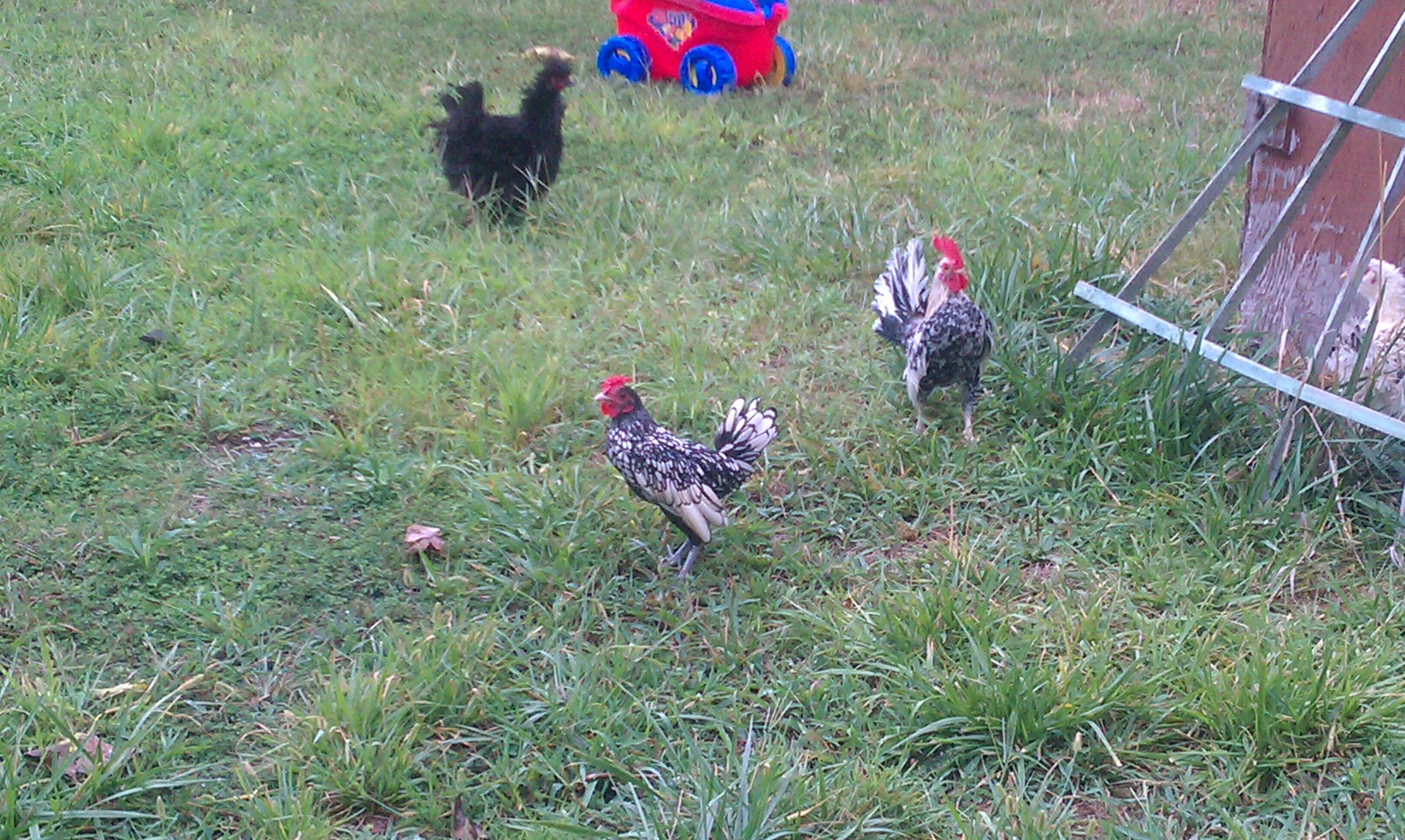 3 of our bantam roosters looking for worms