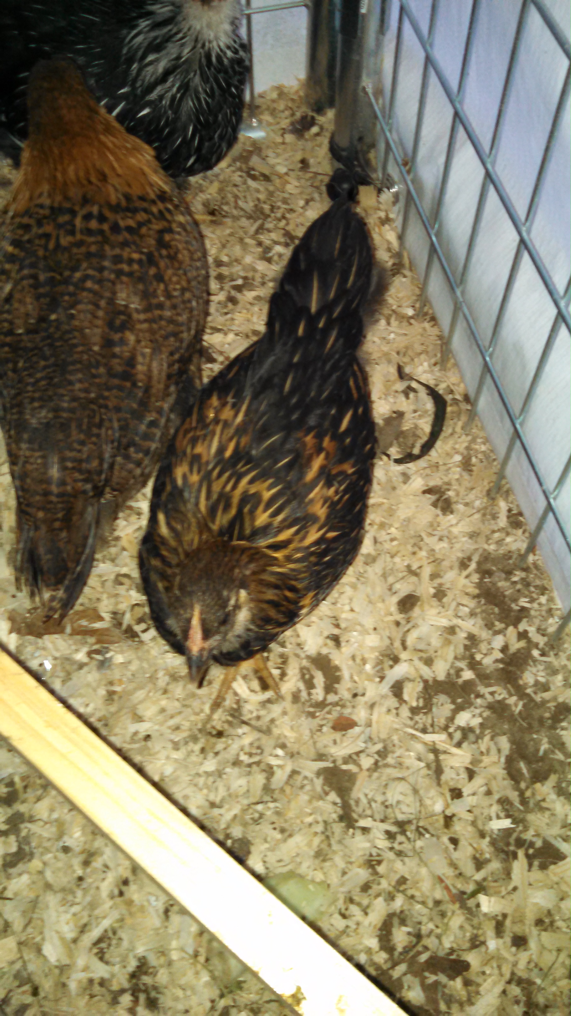 3 of our flock.  Golden laced partridge and part of a silver laced.