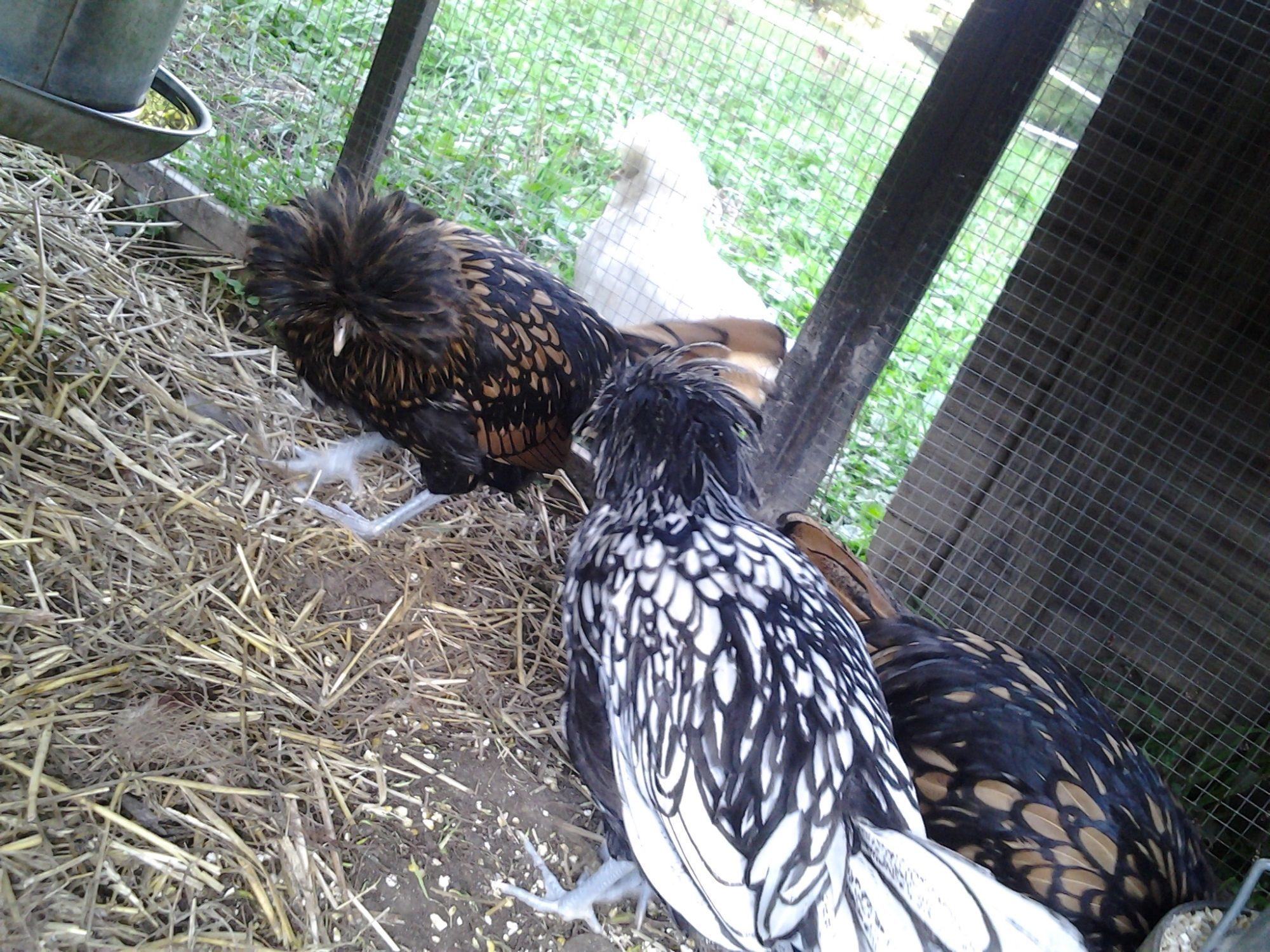 3 of the 4 Polish Hens (4mo old)