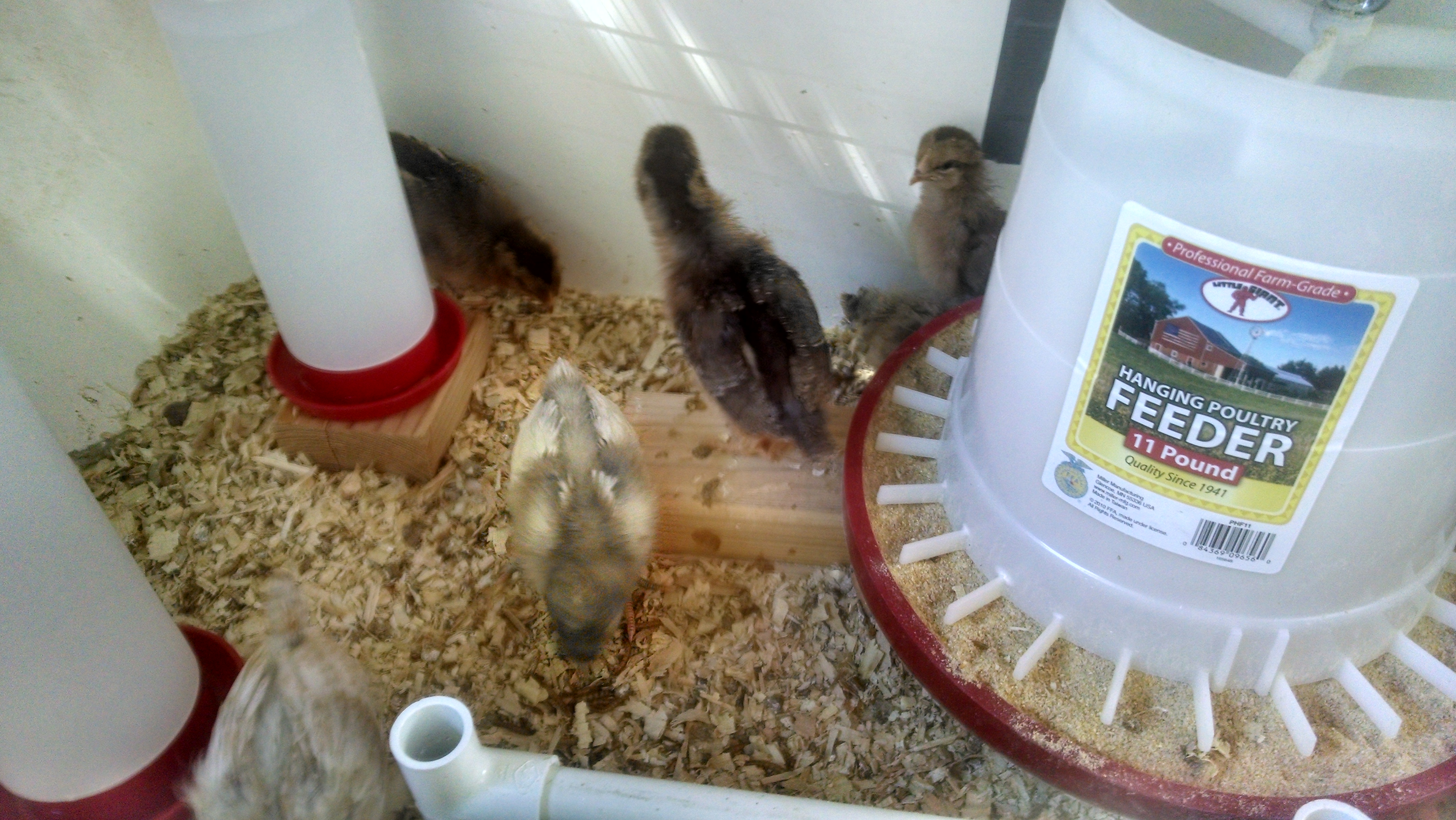 3 or possibly 4 Welsummers in the back (Notice the tail ducking under the feeder), white Jersey Giant middle, Easter Egger all the way front.