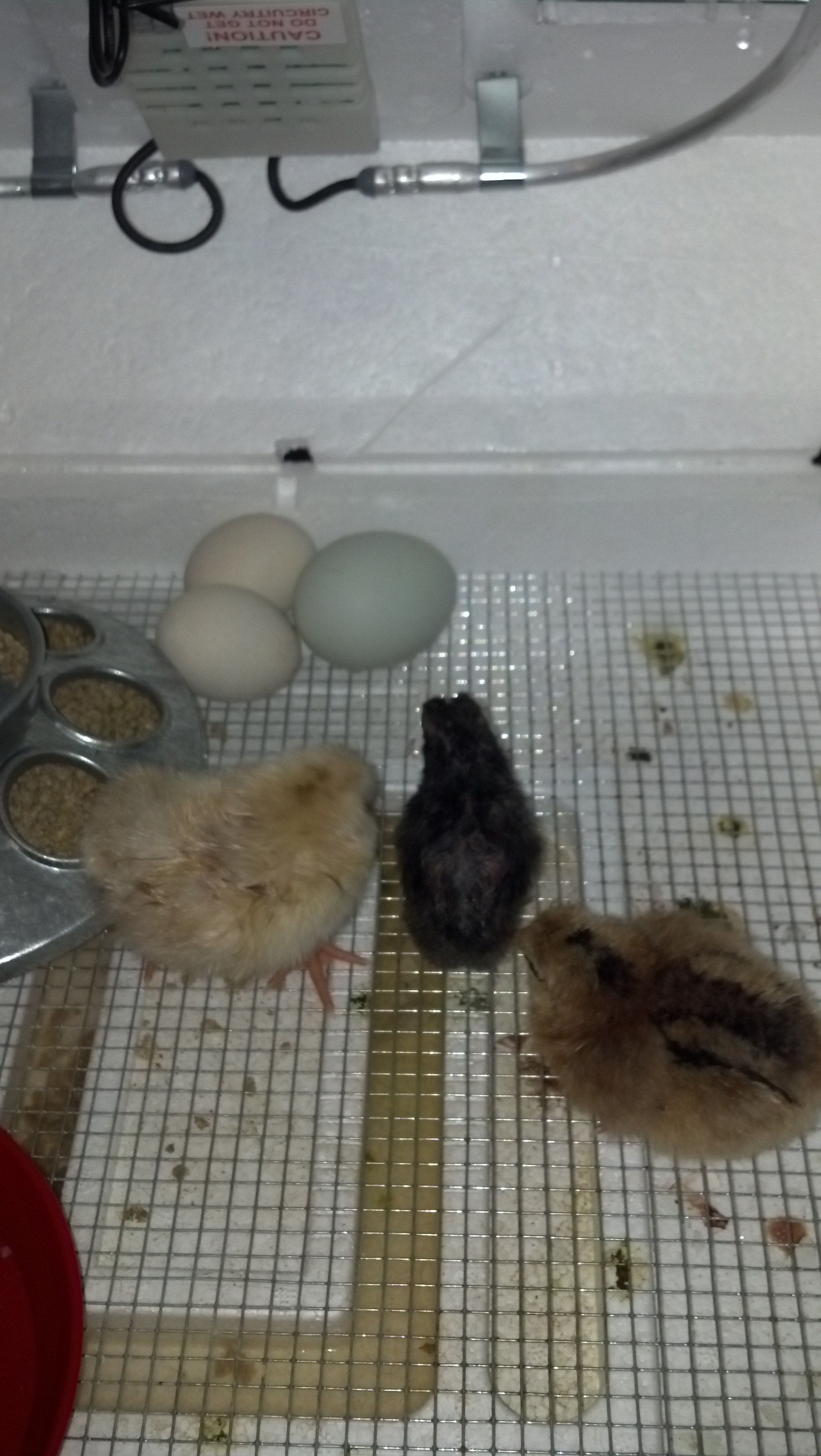 3 out of 8 hatched 2 ameraucanas and 1 bannie