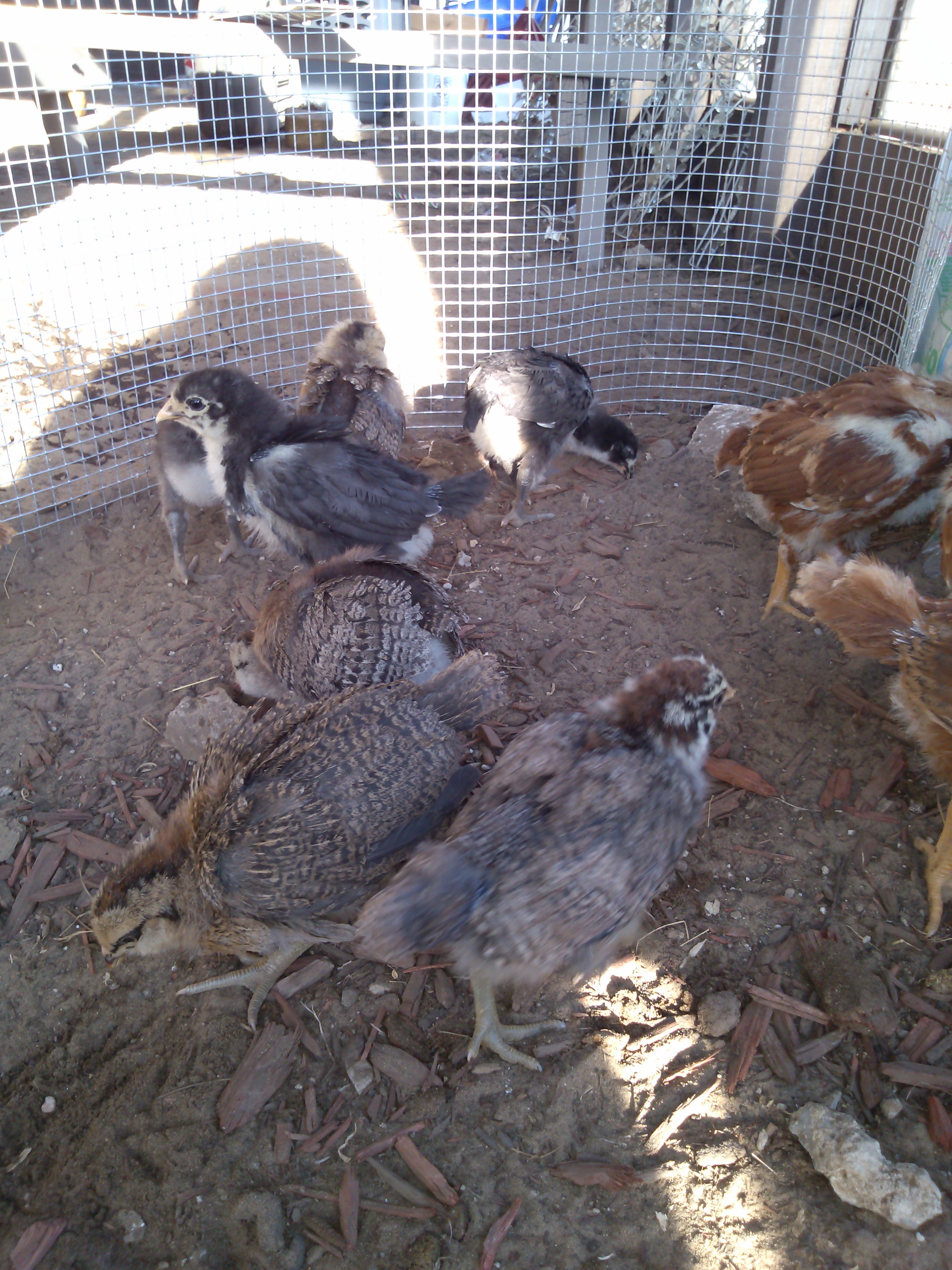 3 pretty EE in front, some RIR butts to the right and black giant in back. There were 5 running around under my legs. They're getting use to me being around and handling them.