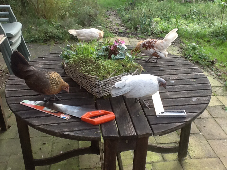 3 pullets (pyle, partridge and pearl grey)  and a young rooster (pyle) help to build a new roof on their their coop.